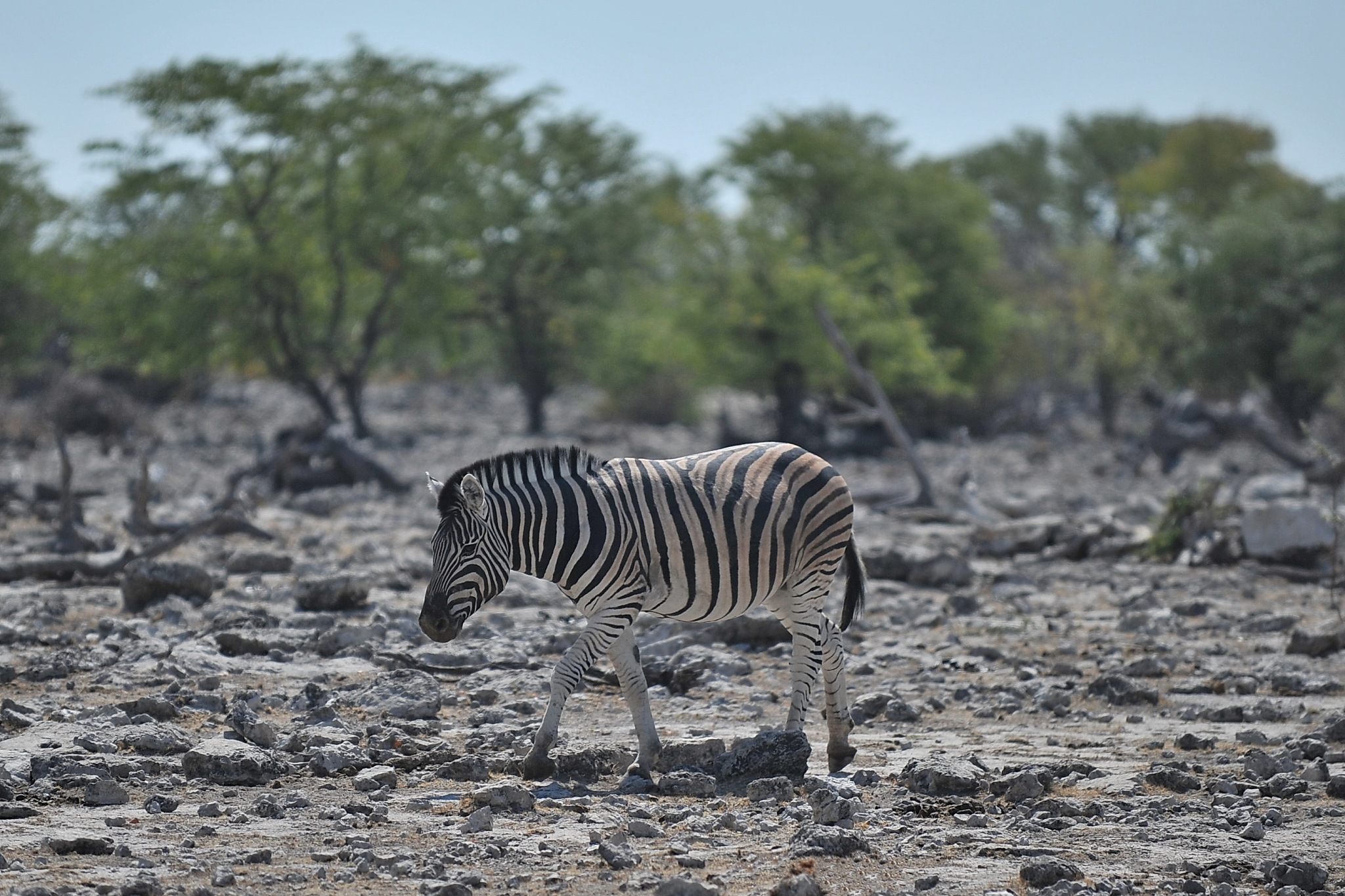 zebra wanders in the savannah in namibia.