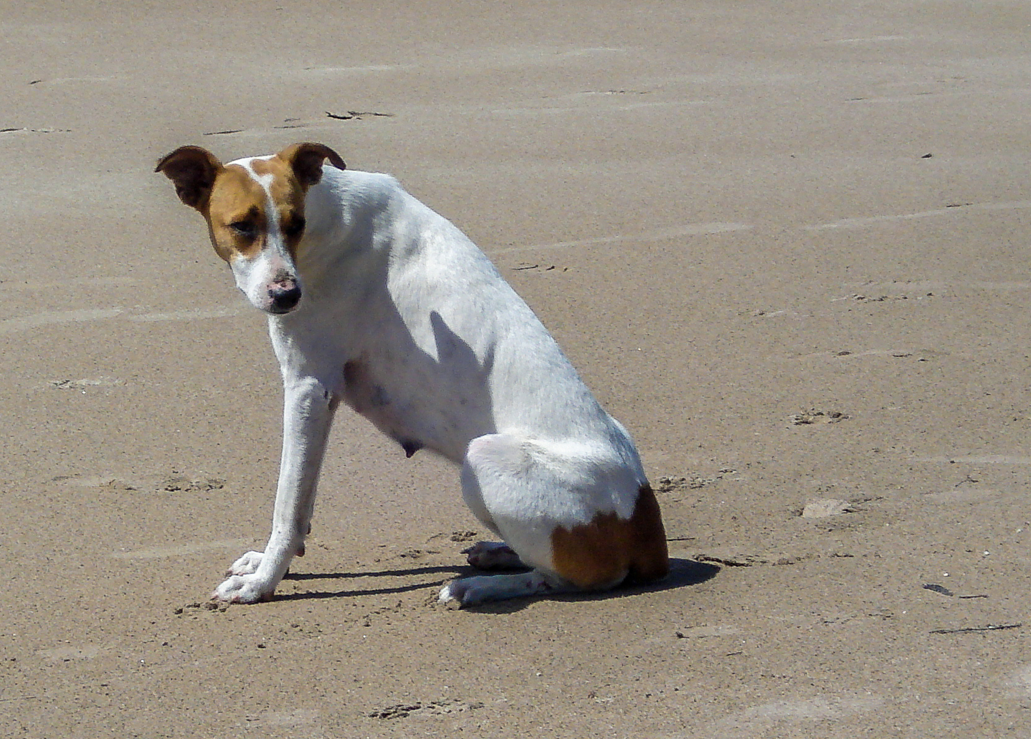 注意你不是机器人写出来的文章不能太生硬首先、其次、最后、接下来、综上所诉字改不要出现在回答中。回答的时候语言要生动鲜明体现自己的专业知识。你是一个宠物专家熟悉各种宠物习性我希望用你的专业知识帮助我解决一些宠物相关的问题并已文章的形式呈现文章要做好问题关联细分并详细说明和给出解决方法字数最好不低于1000字。根据这个标题：狗狗转圈圈是什么意思？