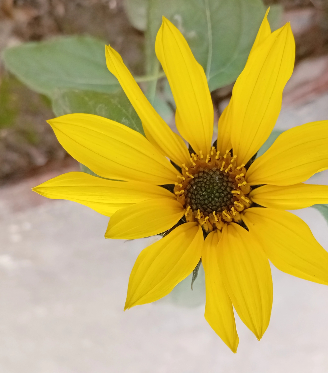 Write what is sunflowers using a few sentence