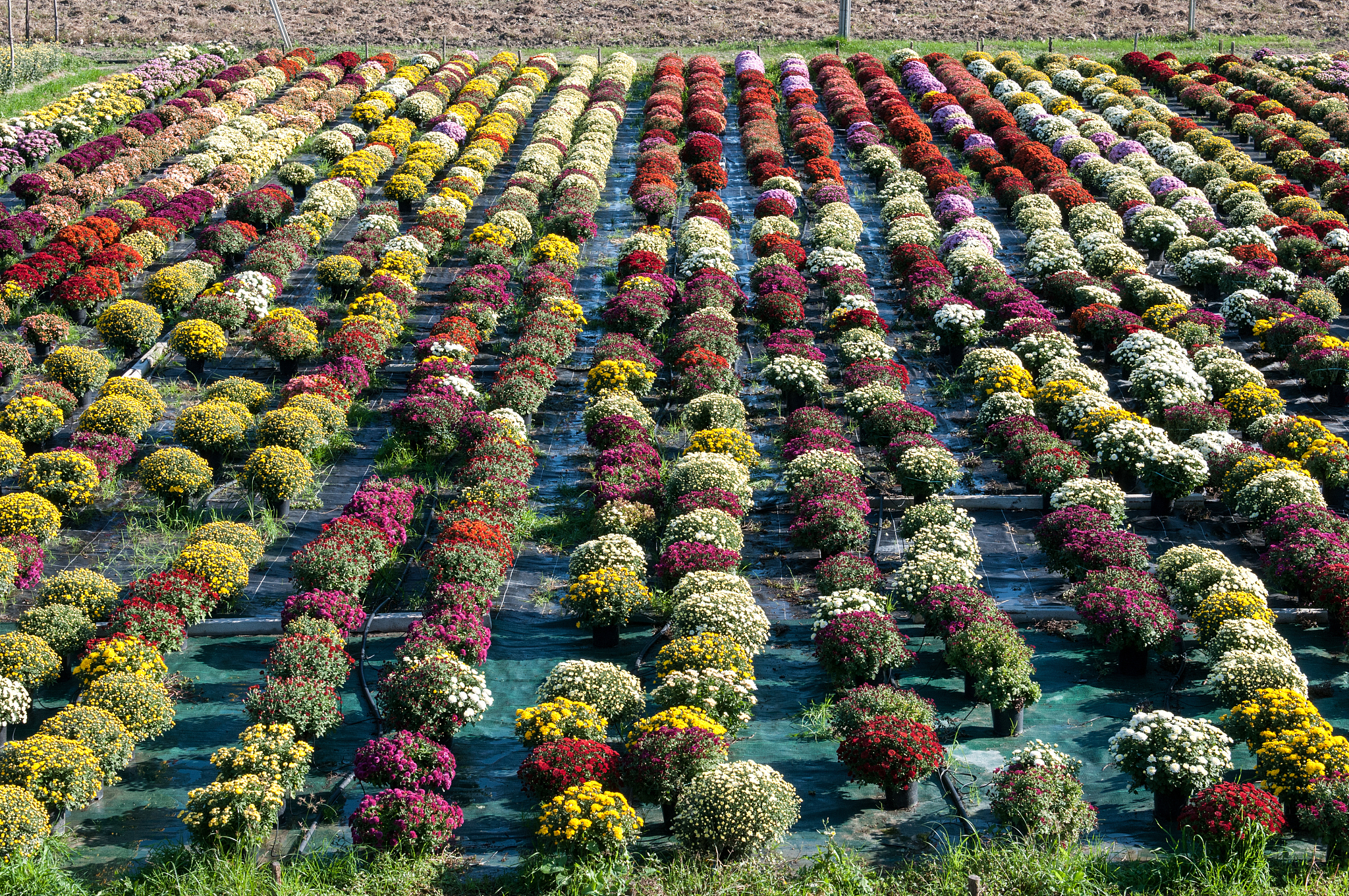 石河子花卉发展现状