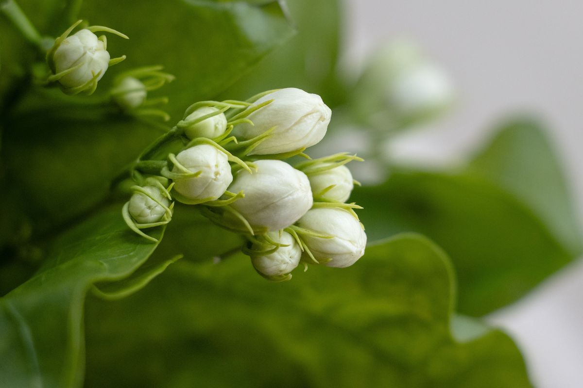茉莉花寓意着什么400字