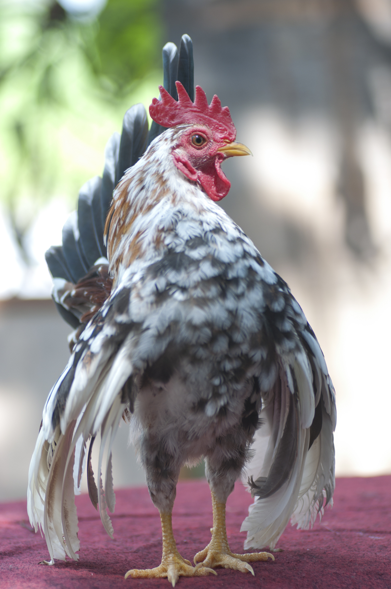 show off chicken