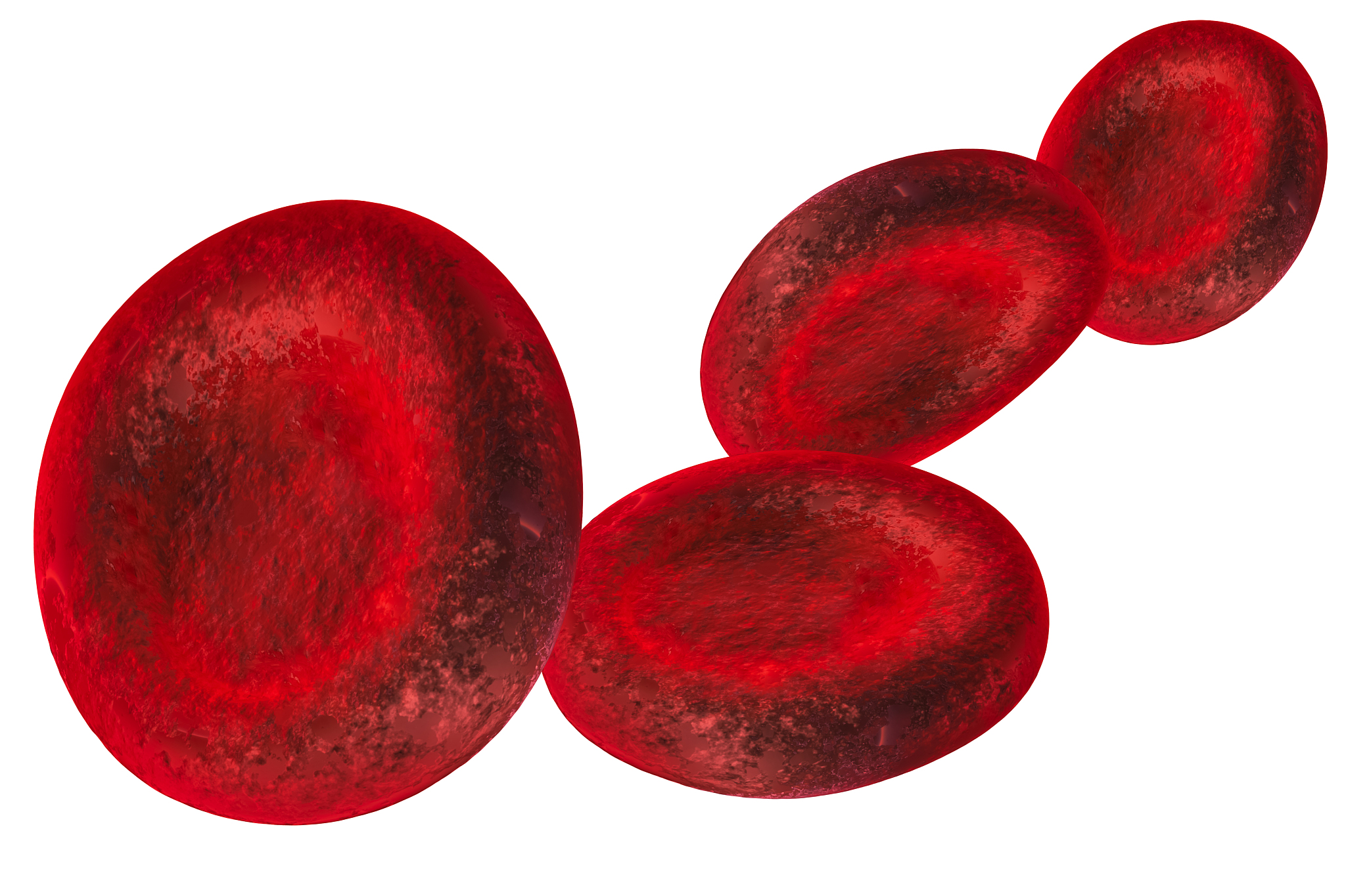 红藻：并非原生生物的理由