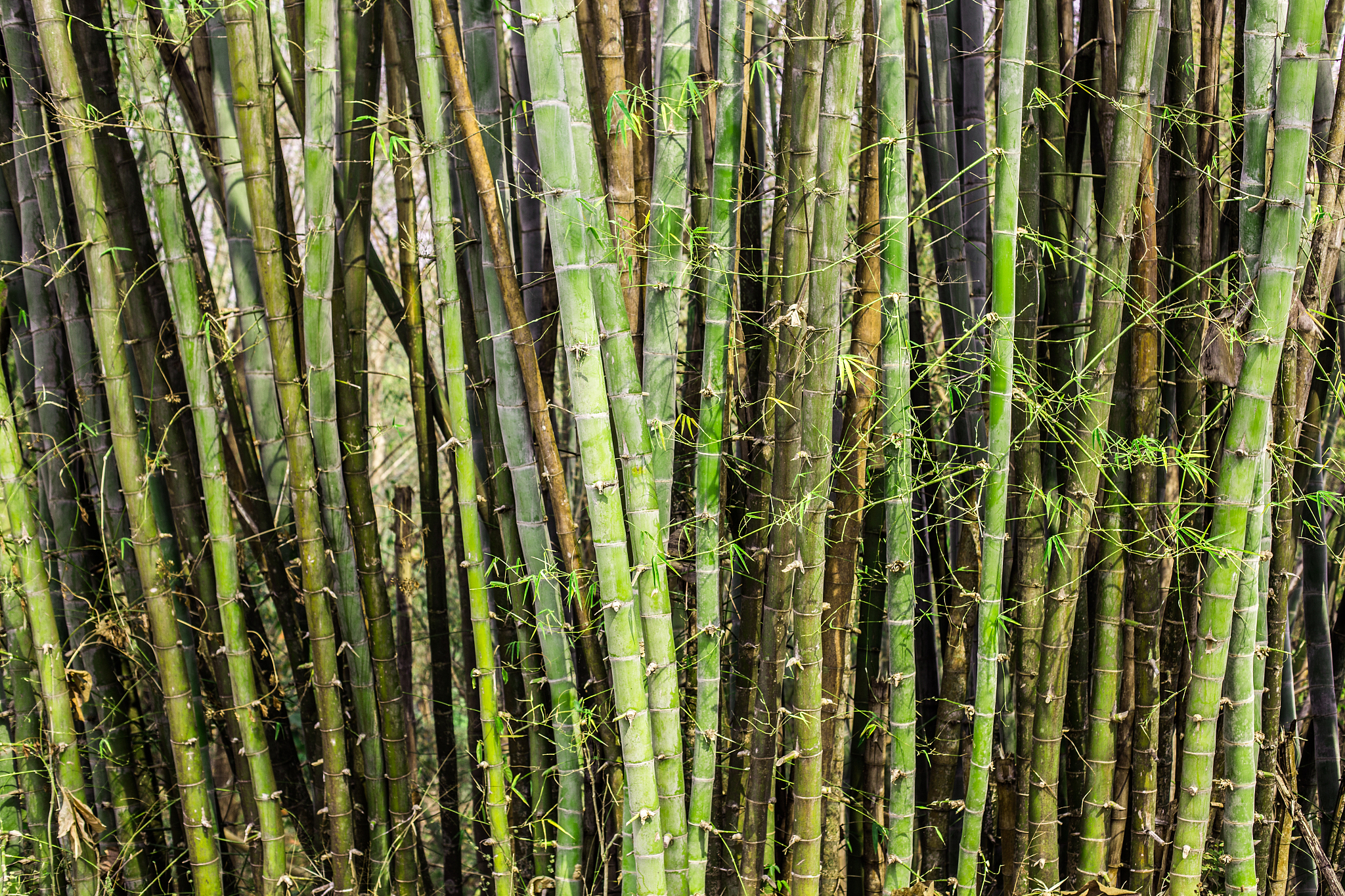 bamboo