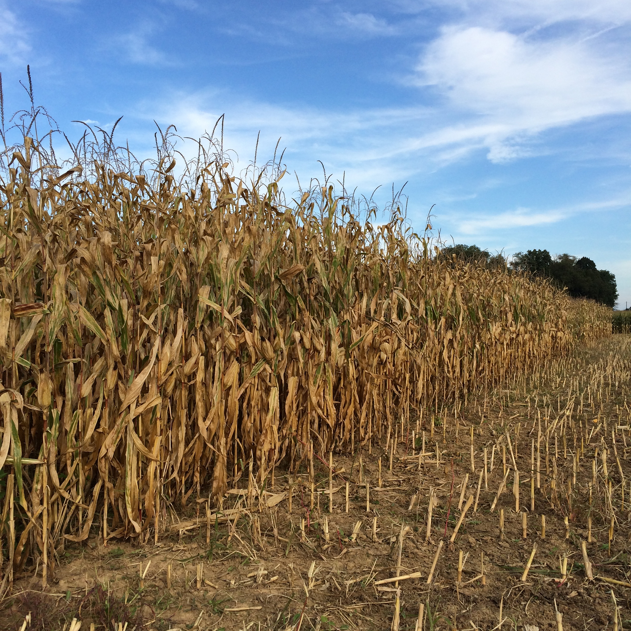极端天气对玉米产量和粮食安全的威胁