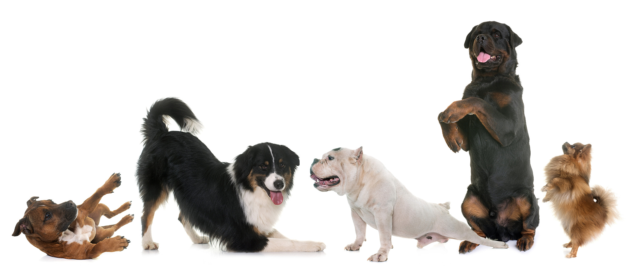 以宠物伴侣的适应性和适应新成员为题写一篇1100文章