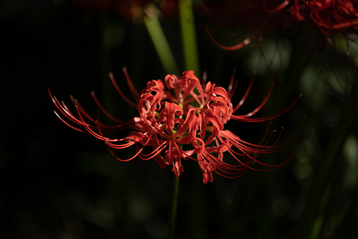 彼岸花：含义、象征及文化意义 | 深入解读 300 字