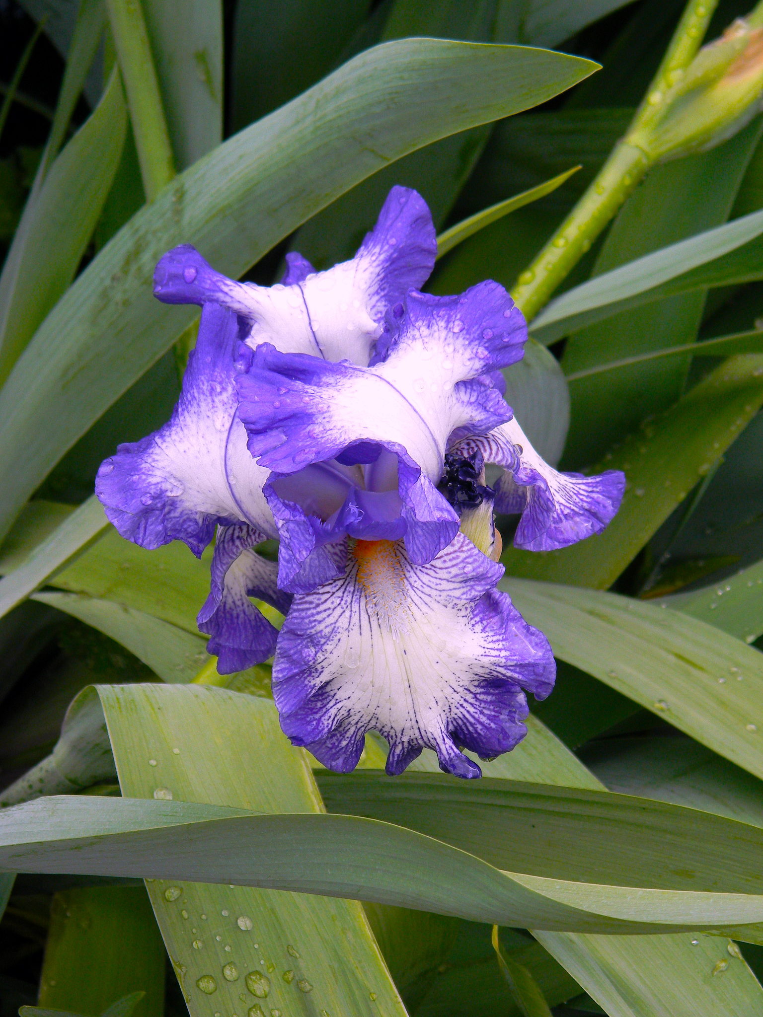 iris flower in hyde park london, england