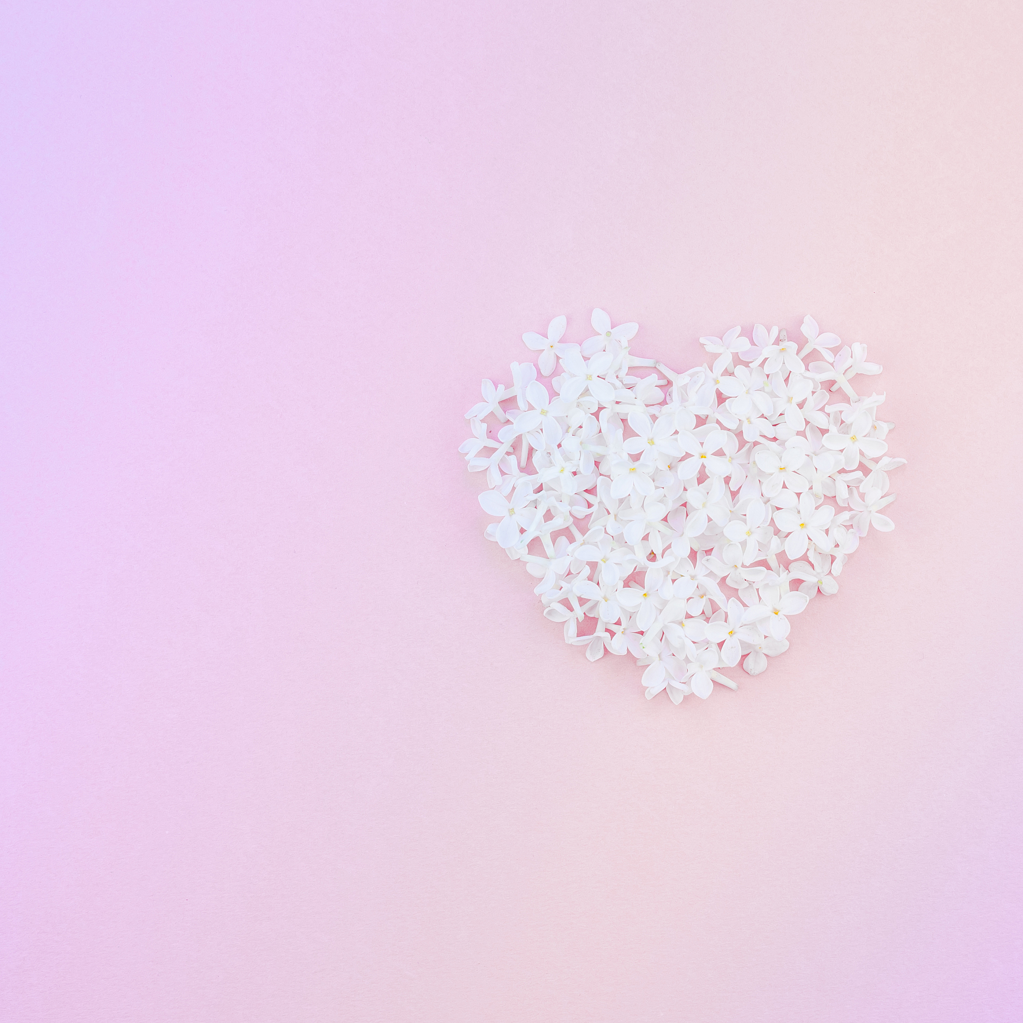 pink background with white lilac flowers