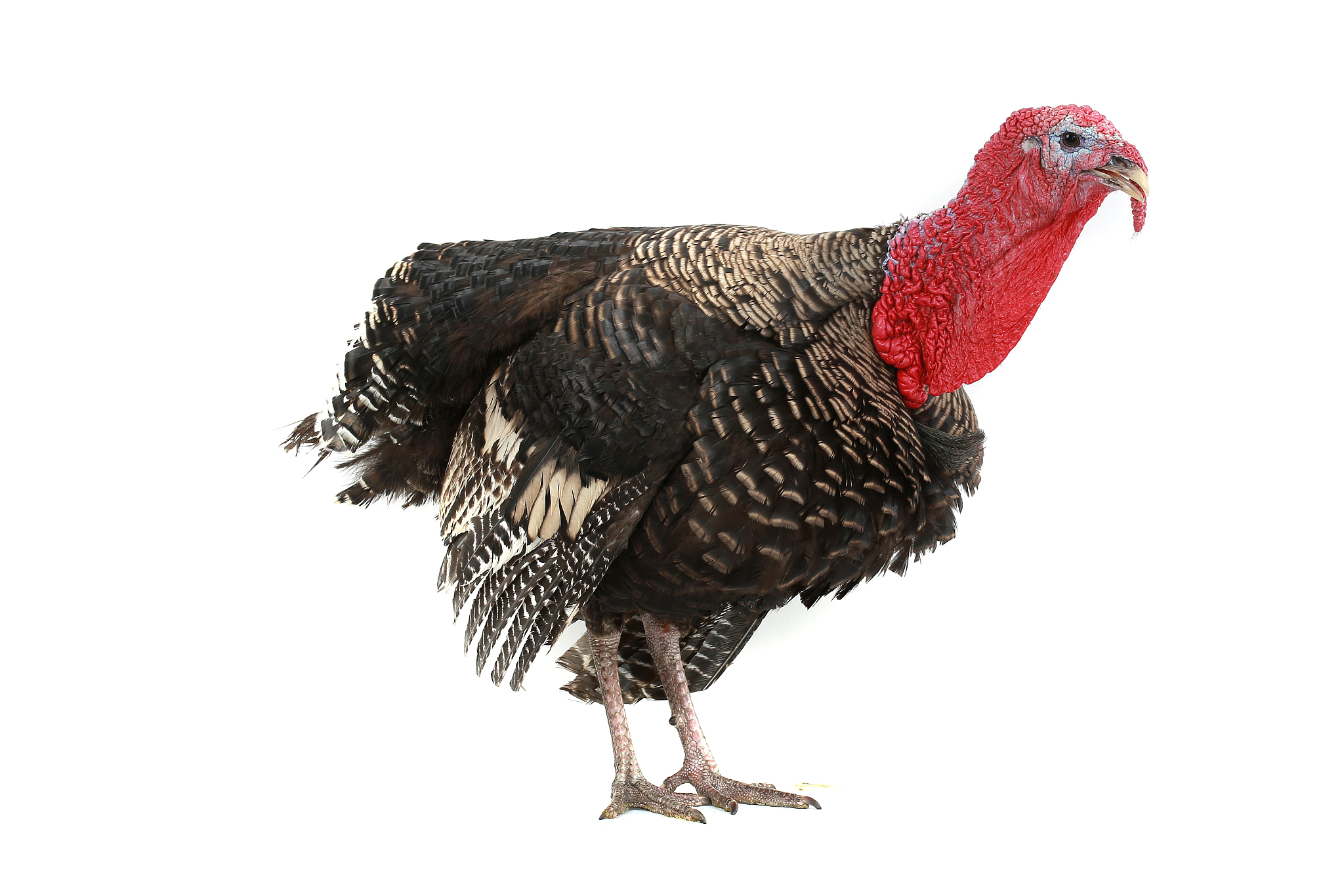 turkey