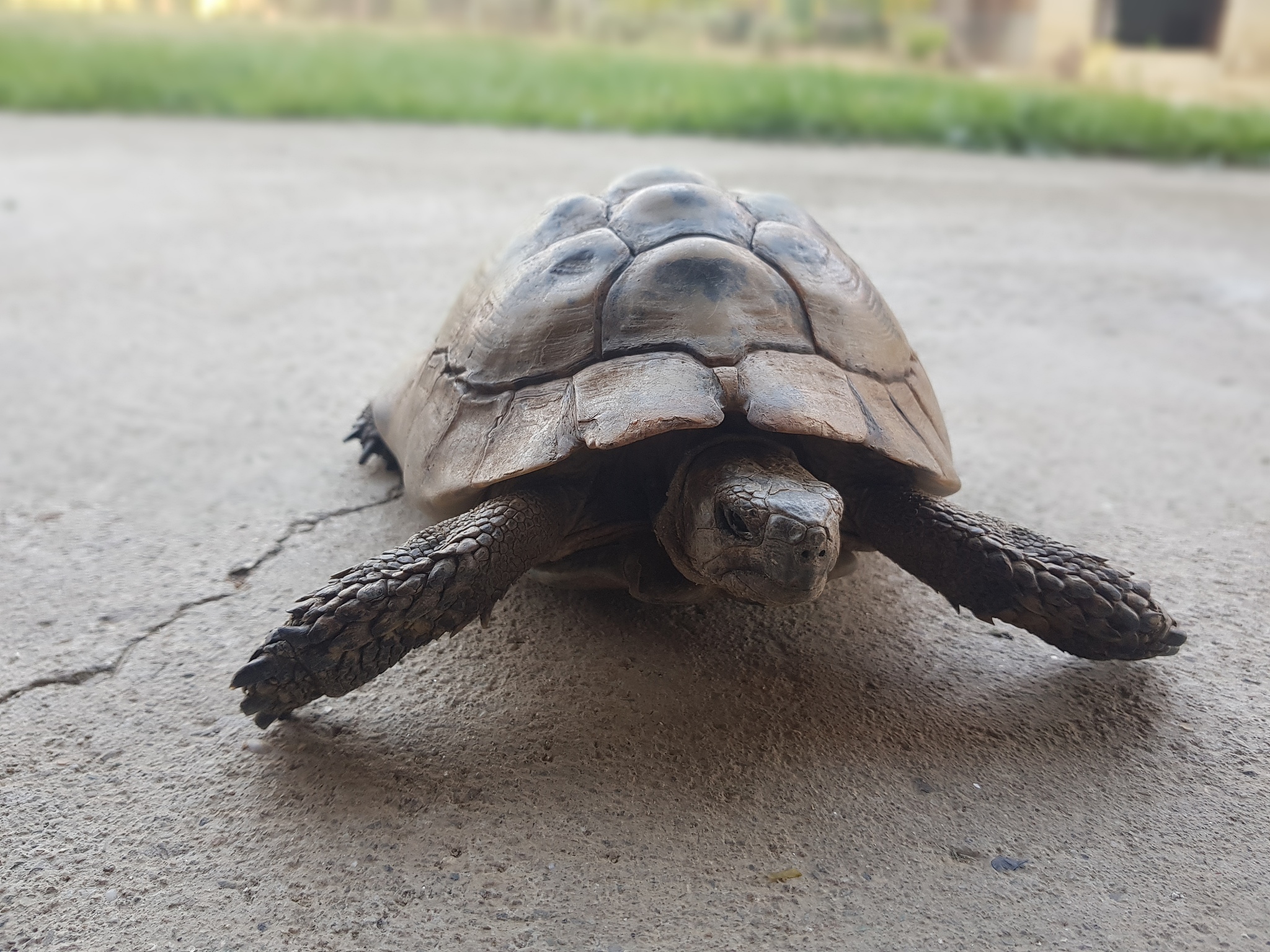 turtle