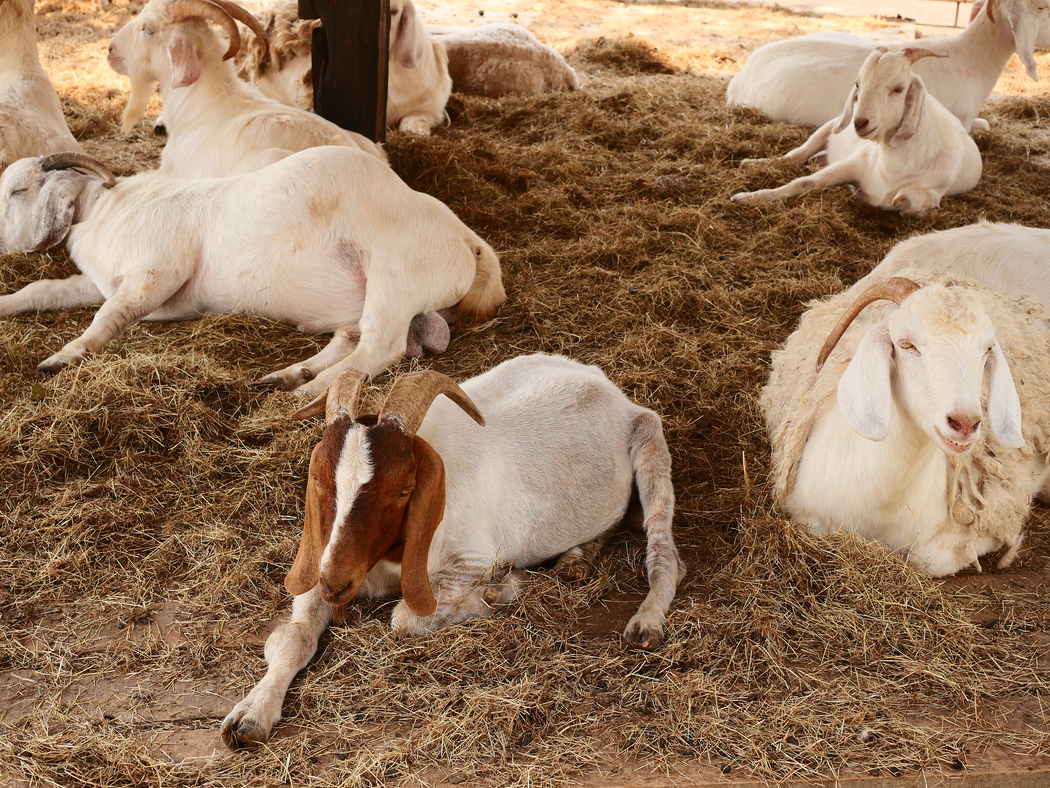 羊羔出生两天不吃奶,不会站立怎么办? 羊羔出生两天不吃奶,不会站立怎么办?