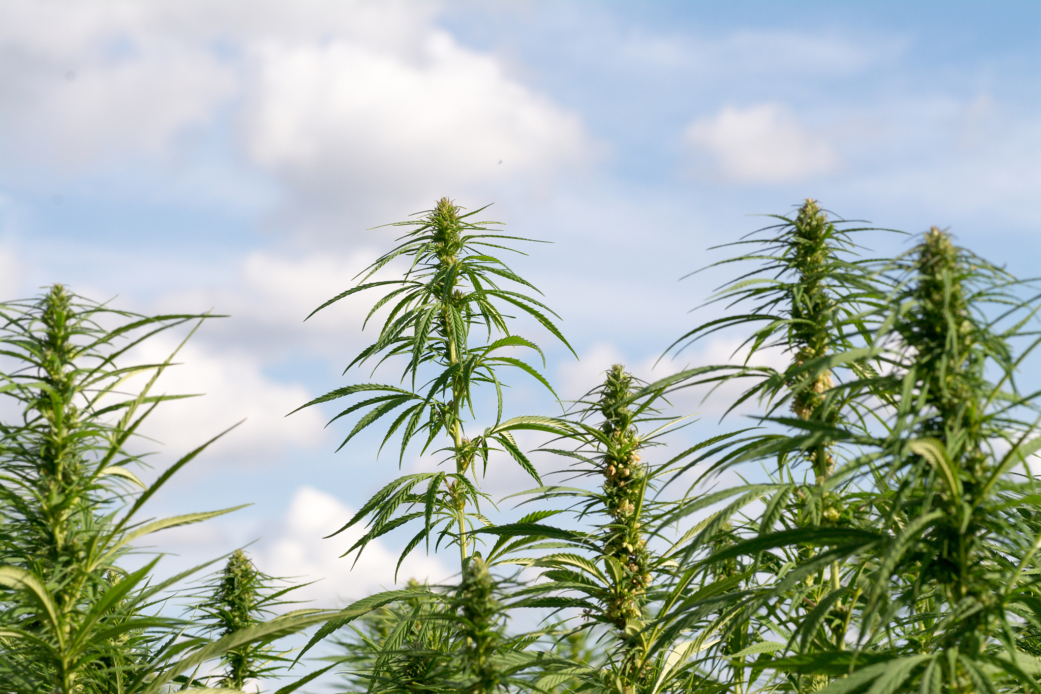 大雄的牧场物语2