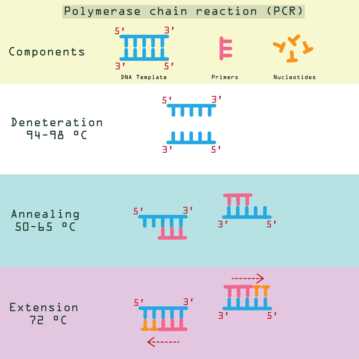 核心启动子元件：TATA盒、INR元件及其他