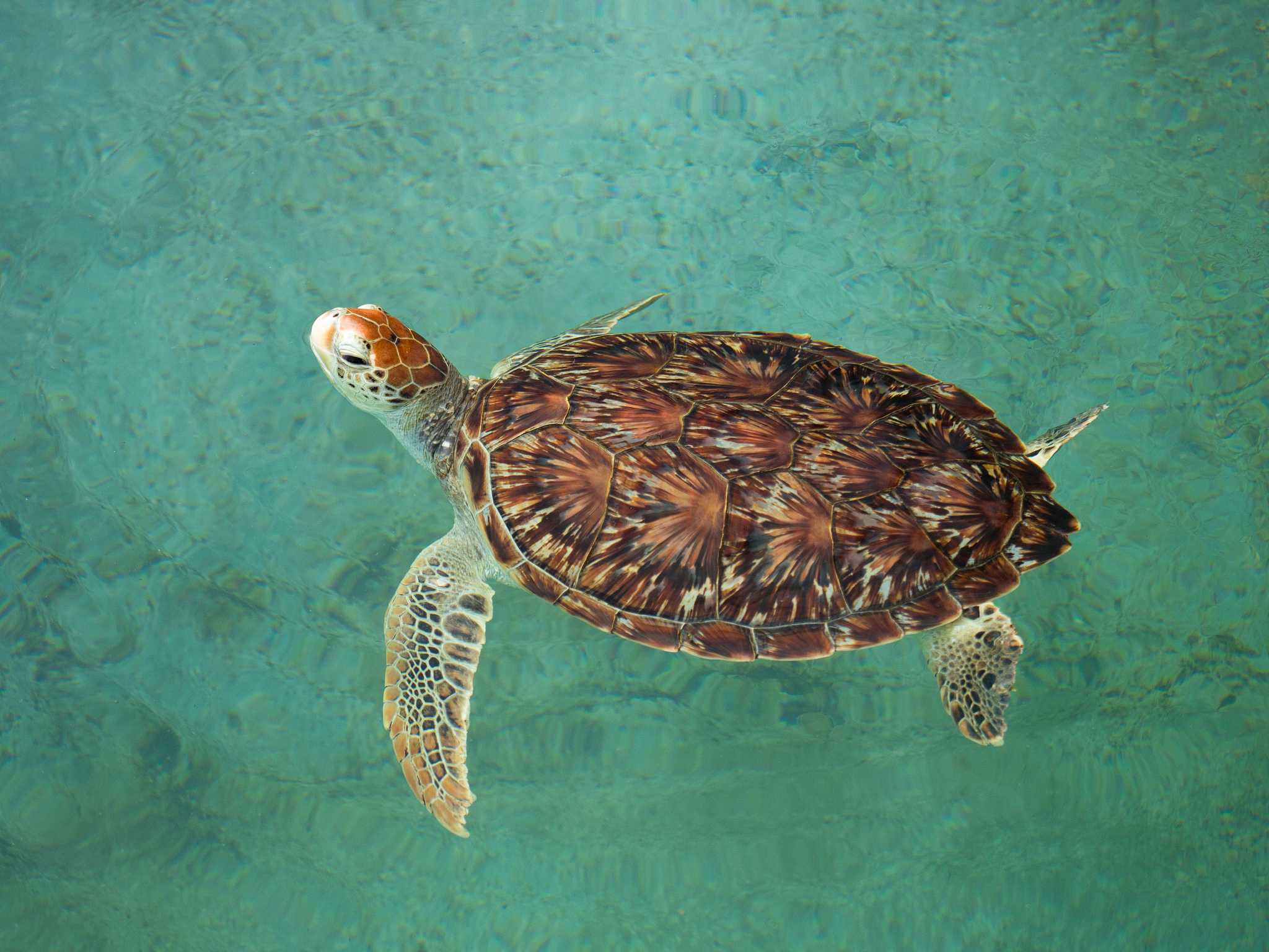 sea turtle