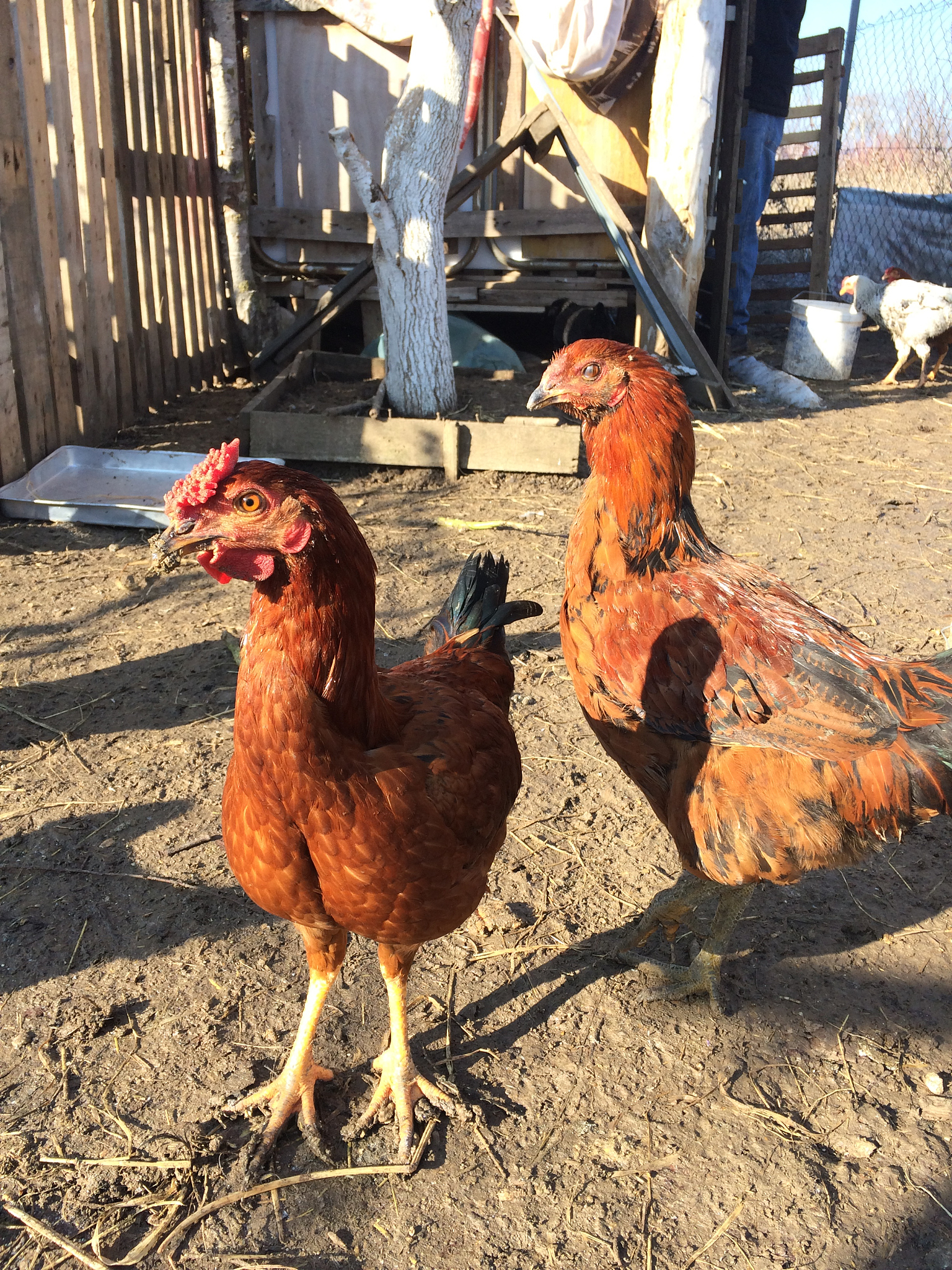chicken