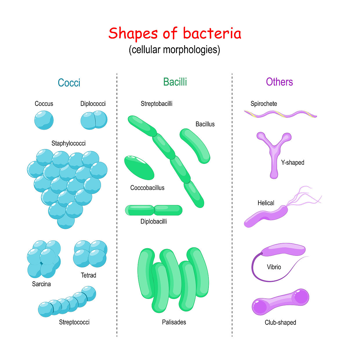 Fung模型推导：生物软组织力学模型详解及公式