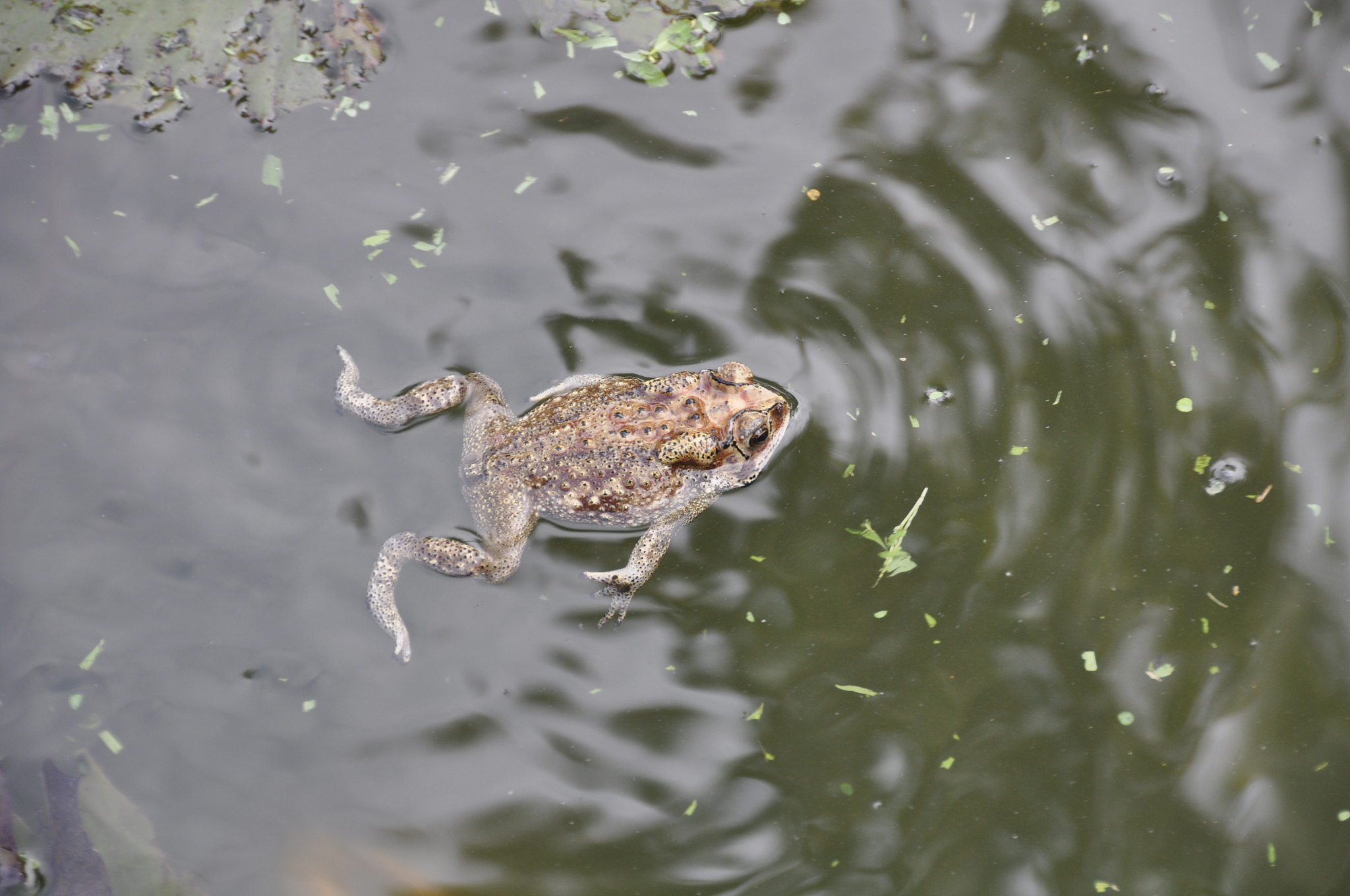 一只青蛙掉进10米深的井，白天跳3米，晚上落两米，请问它几天爬完？
