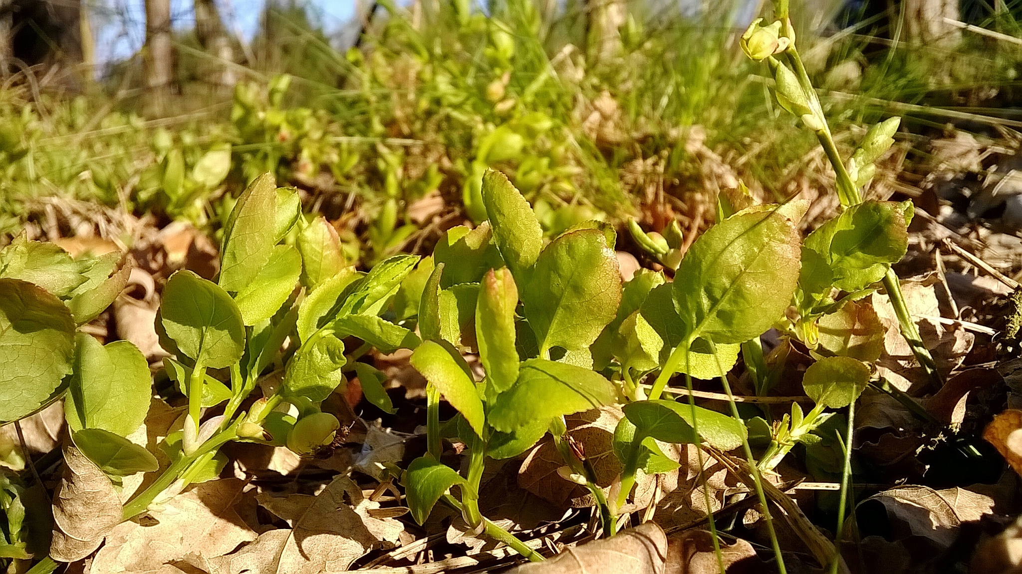 酸模叶蓼生长最佳土壤有机质含量