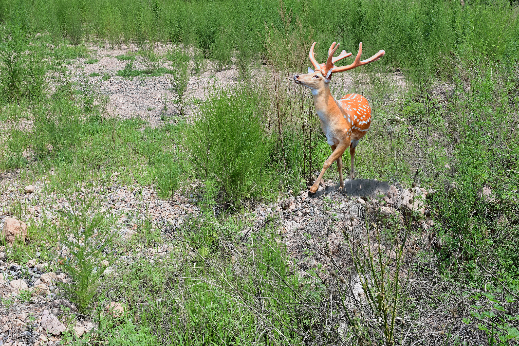 林鹿栖花的另一种名字可以叫什么