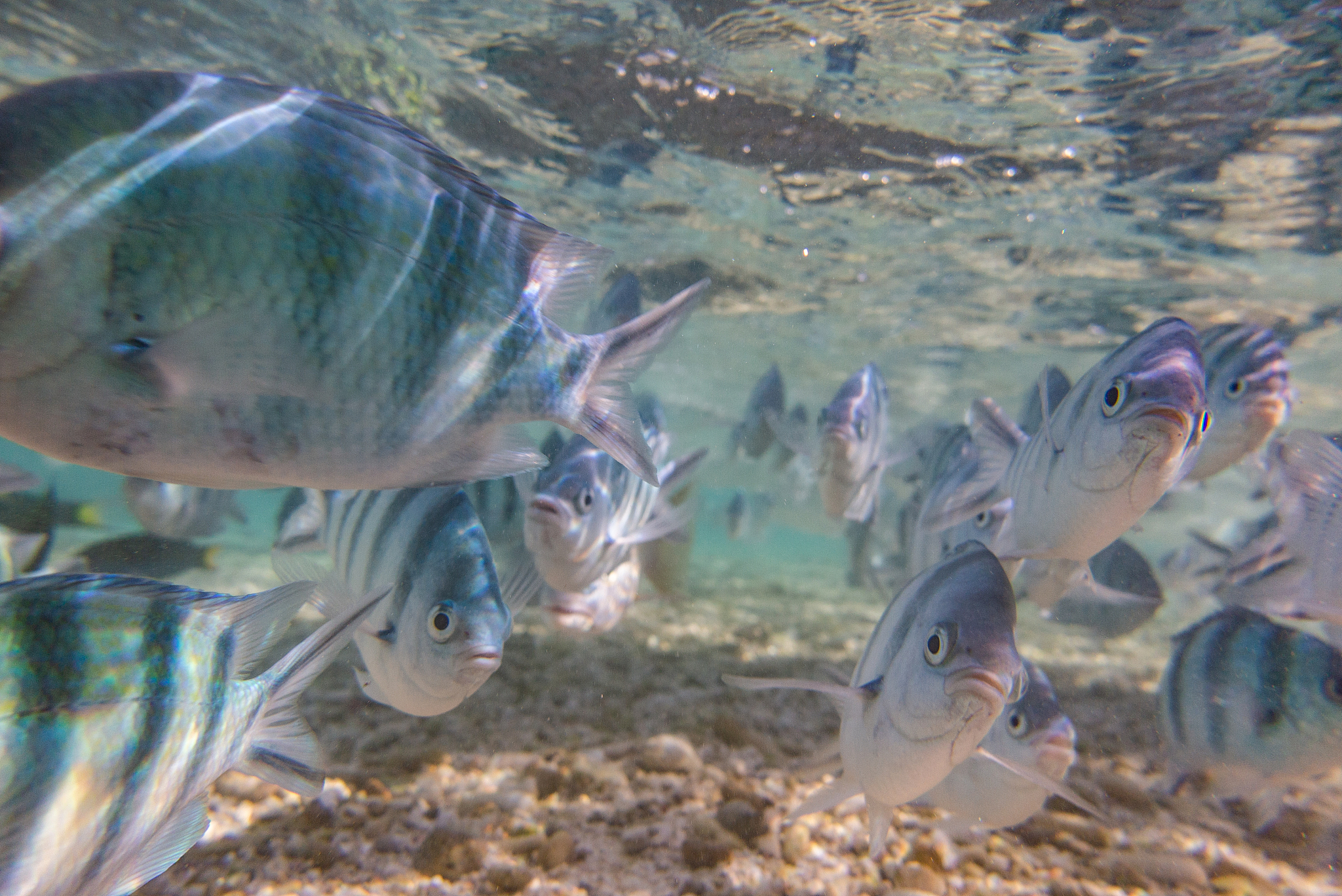 school of fish swimming underwater