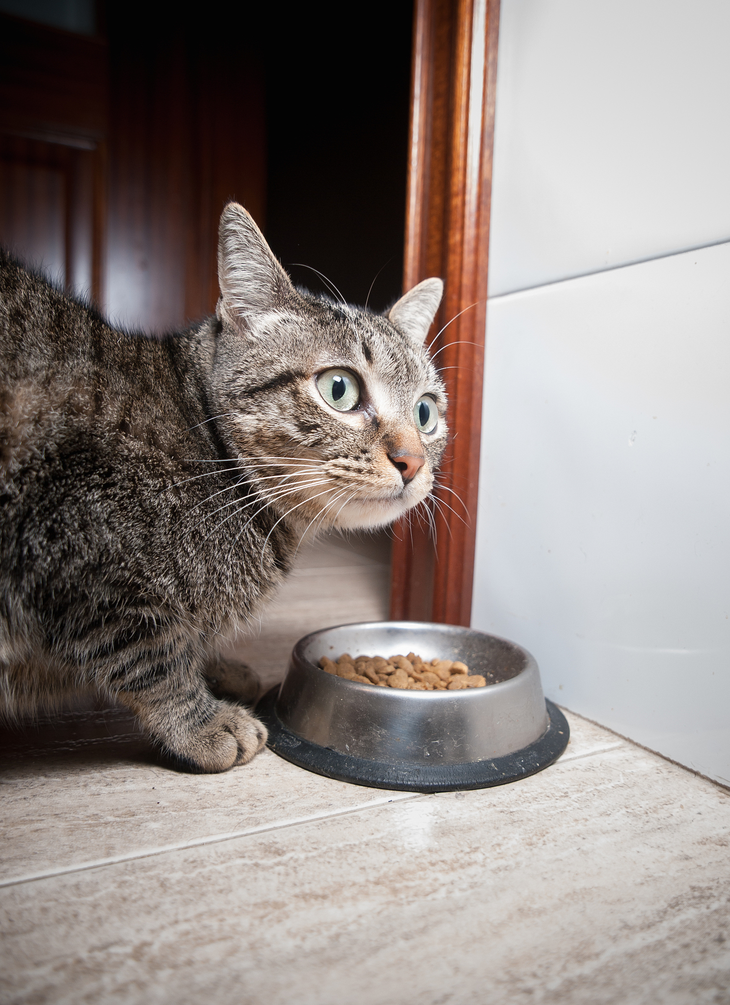 如何安全有效的抓猫？实用技巧分享