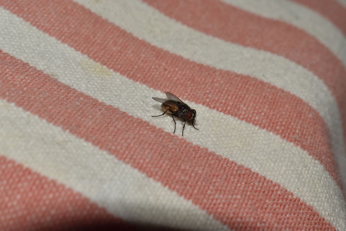 家居防治隐翅虫：有效去除衣鱼虱的6个方法