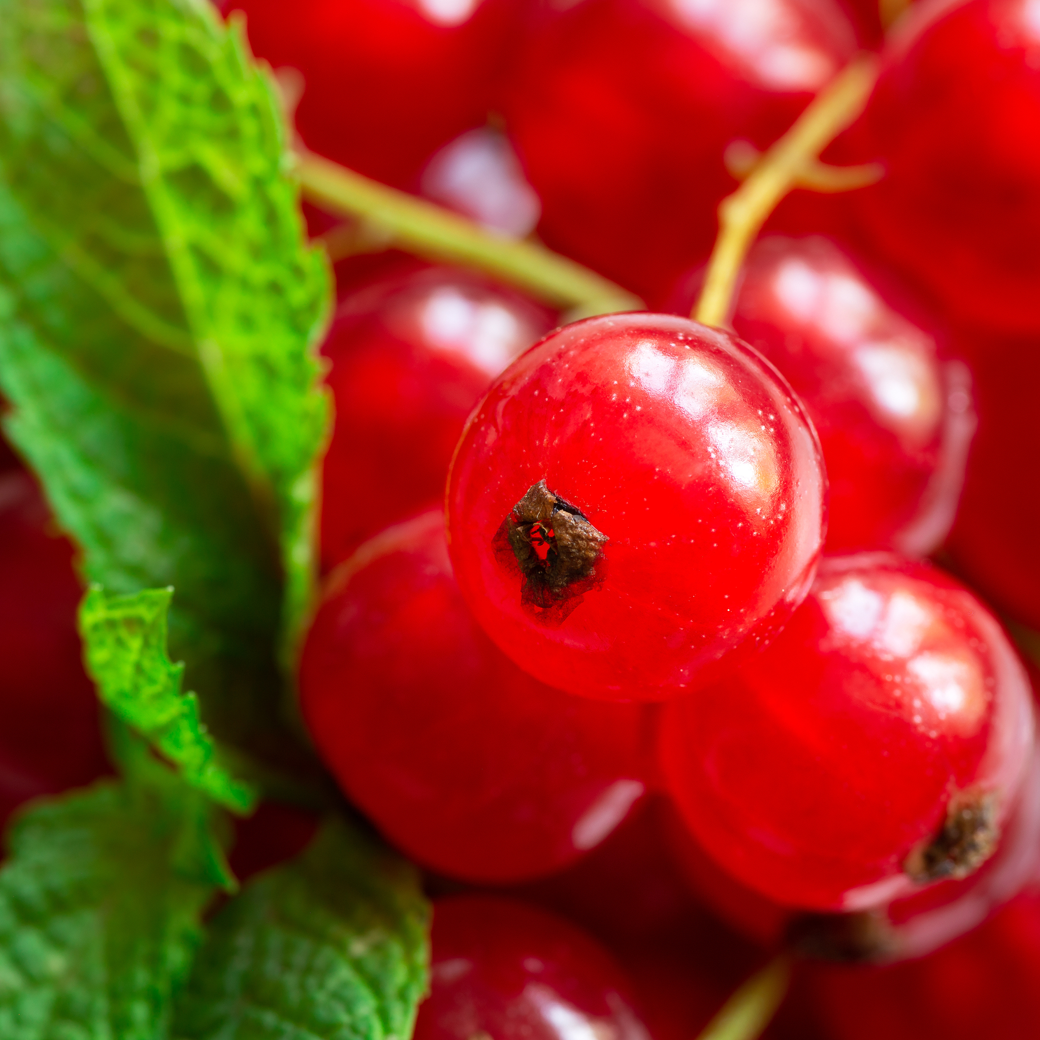 fresh fruits and vegetables - currants