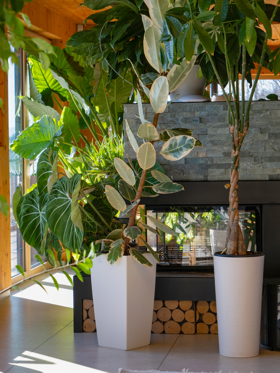 懒人必备！盘点十种好养又漂亮的绿植，从此告别‘植物杀手’称号！