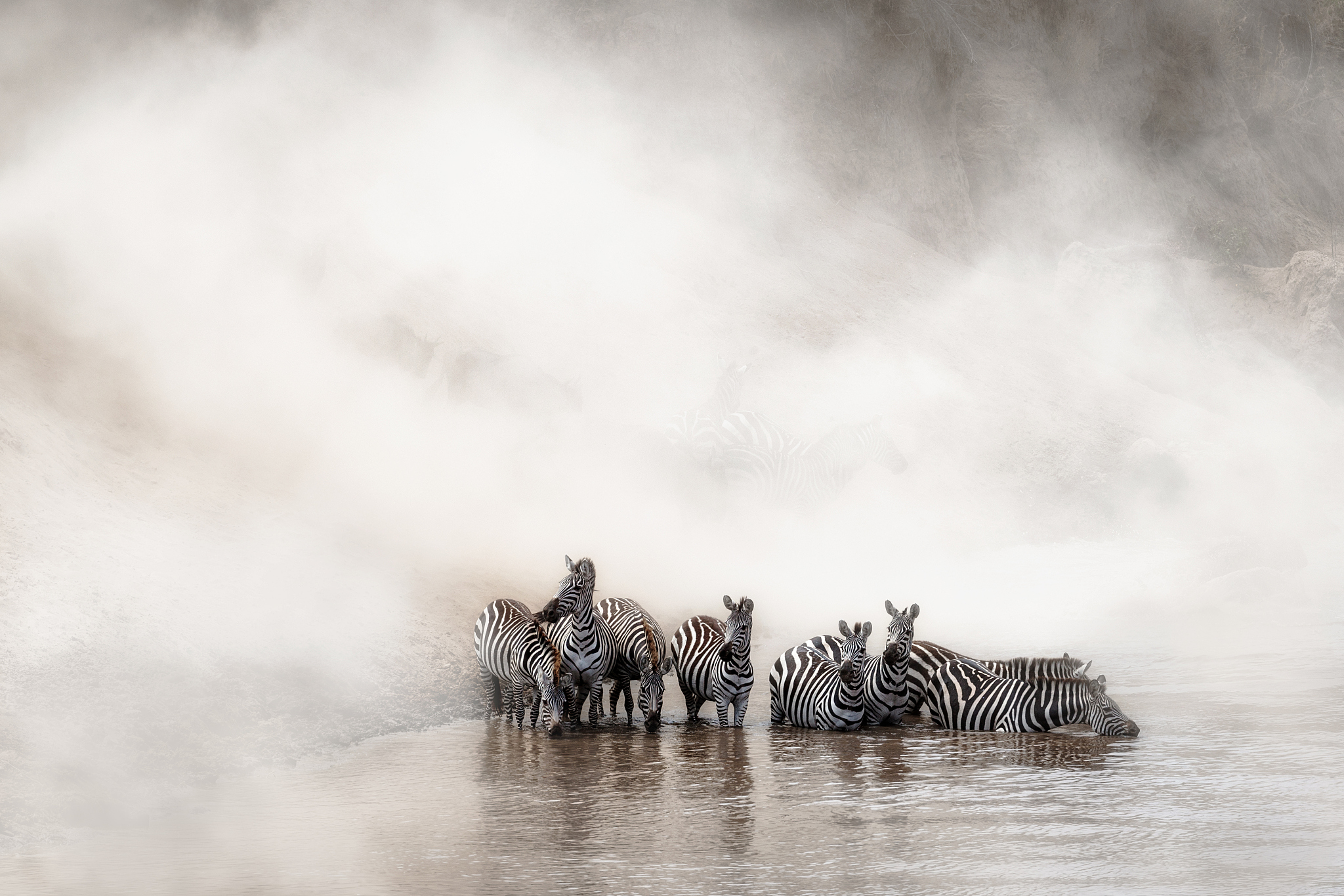 zebra drinking in the mara