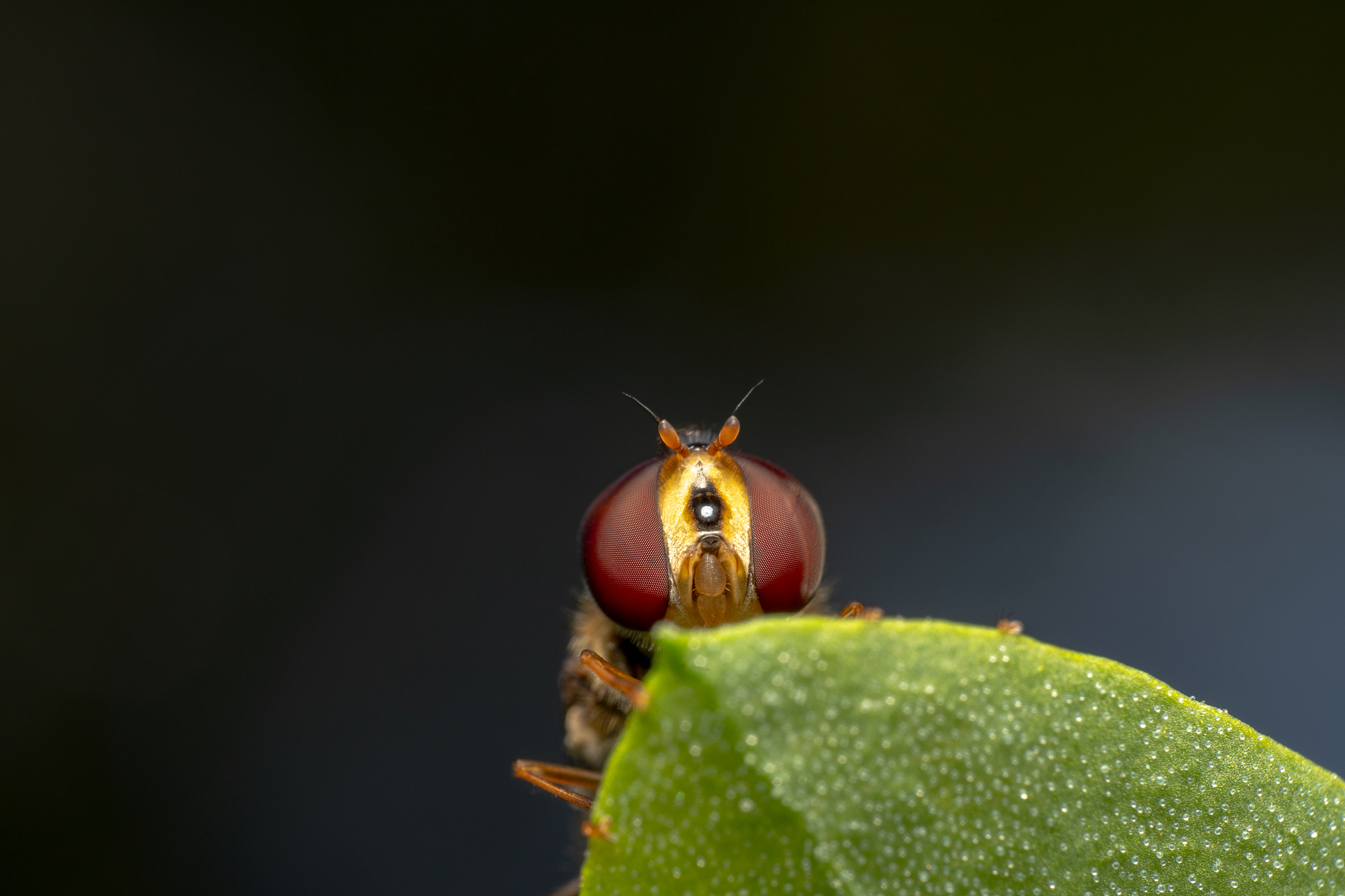 hover-fly sitting on a green leaf full of eggs with dark backgro