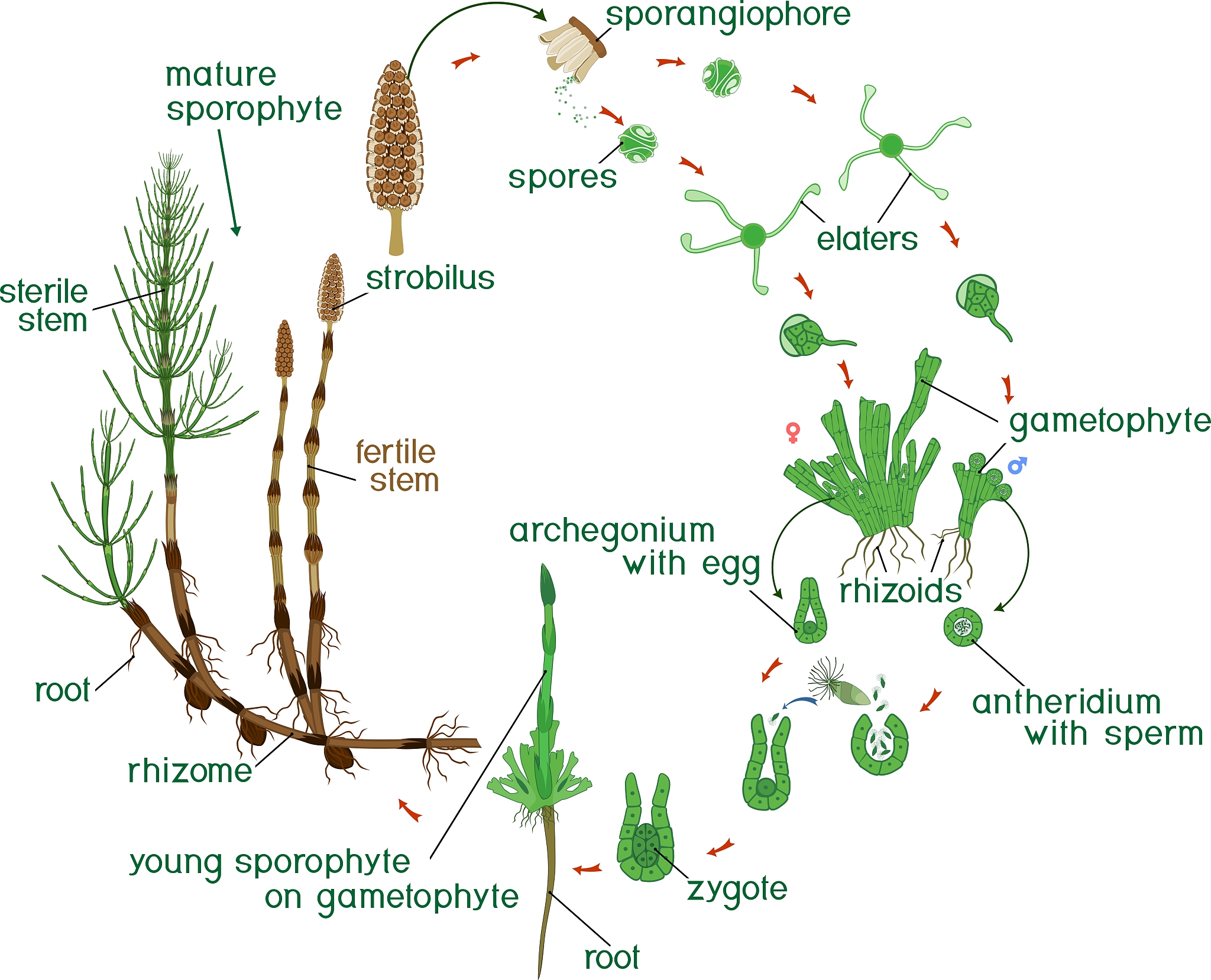 苦马豆素引起山羊的疯草中毒病的致病机制