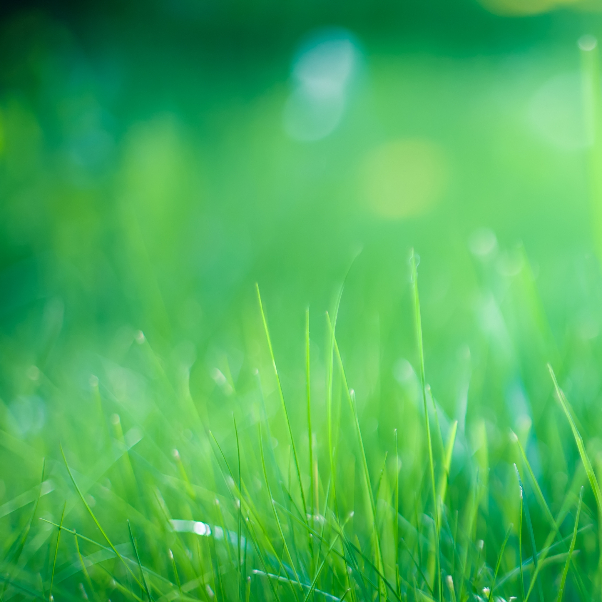 阳光、绿色、假期、为主题的短句