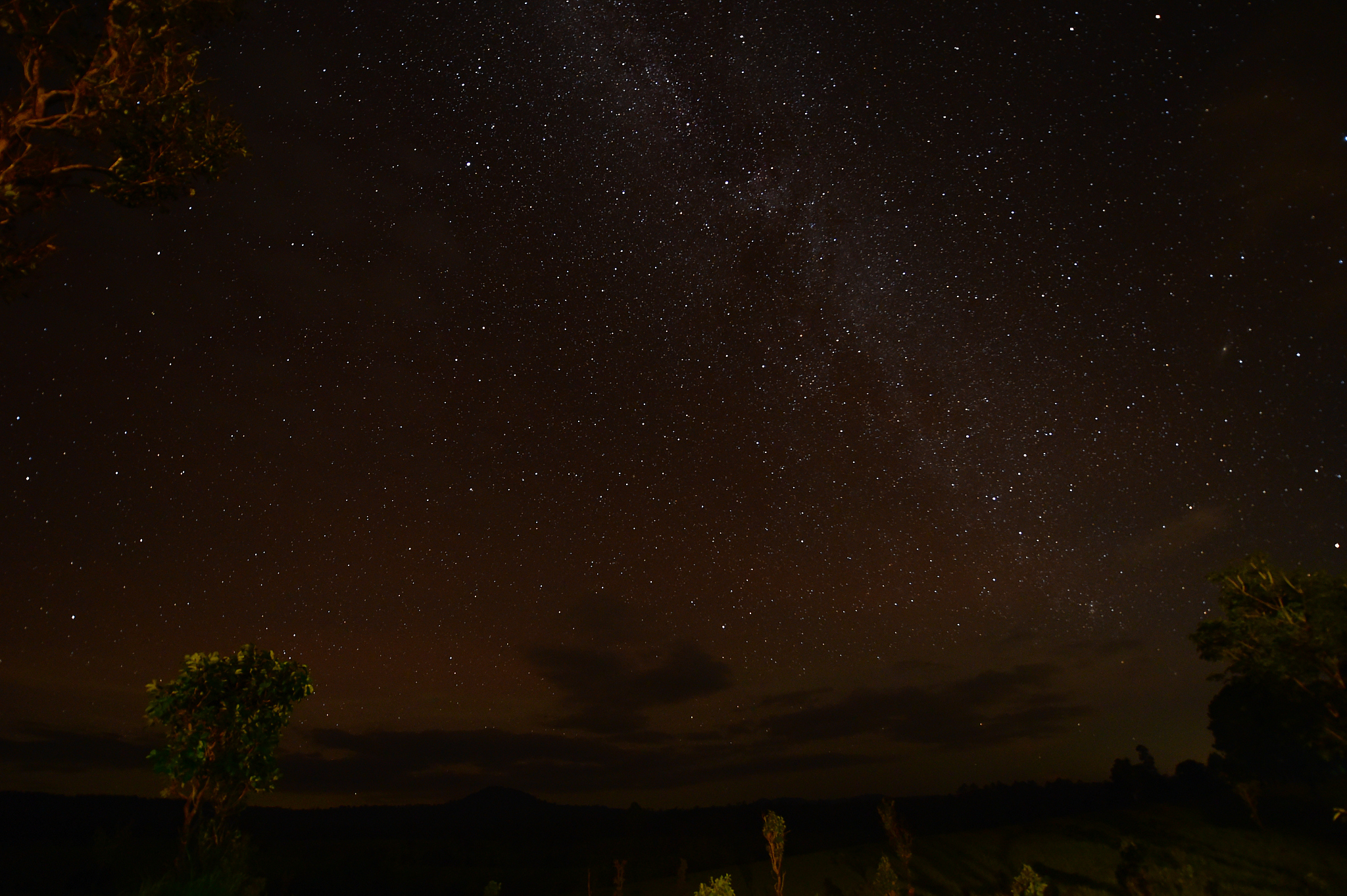 night sky with the milky way over the forest and trees