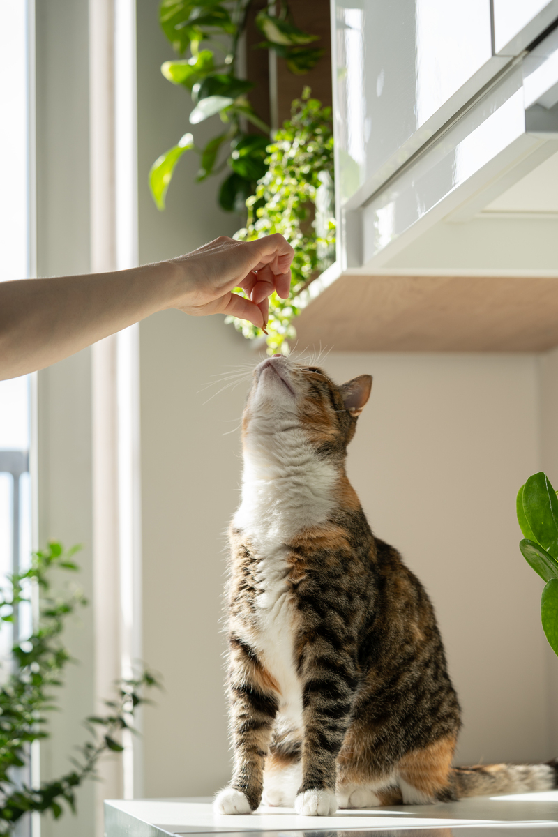 如何安全地防止猫咪外出：保护你的爱猫，而不是限制它的自由
