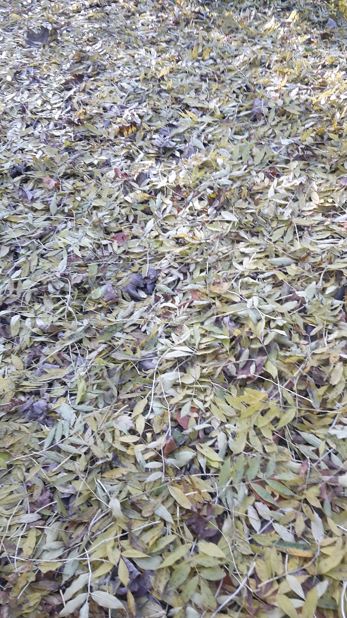 小龙虾养殖水草吃不败叶面发黑根部发黄扎根不深怎么办帮我用200字详细描述