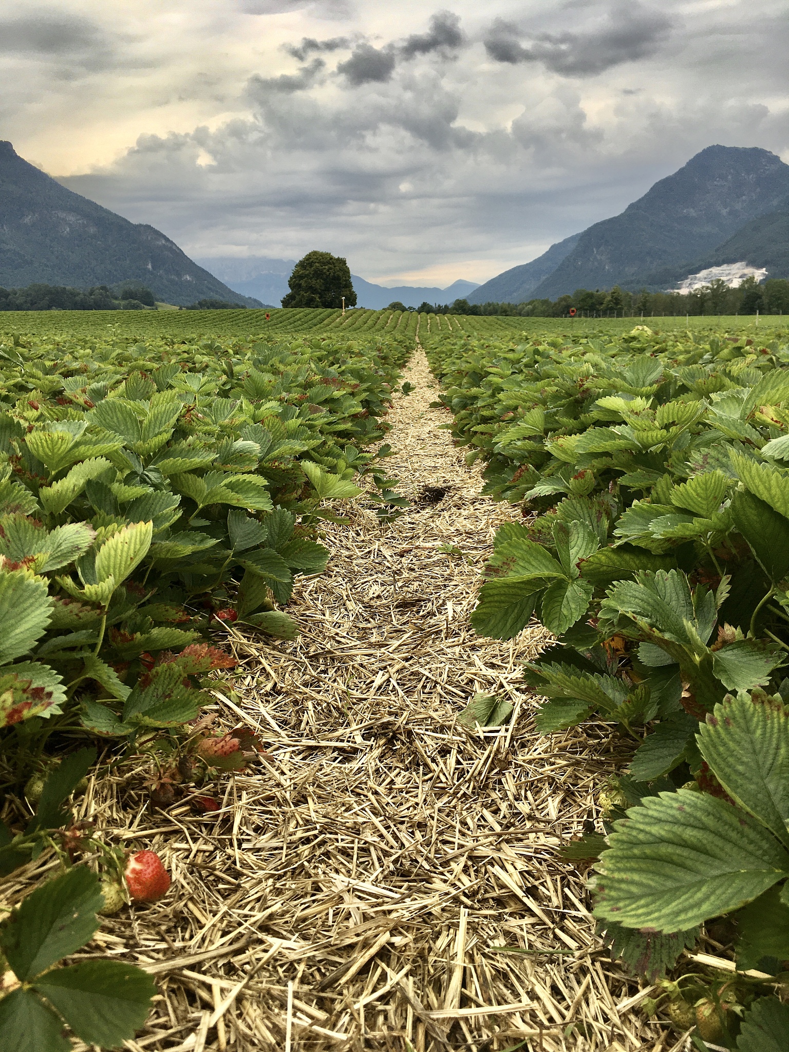 strawberry field in bavaria, germany