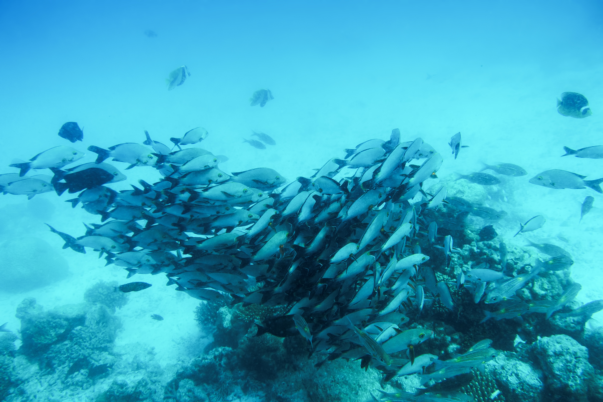 school of fish fish in indian ocean, maldives.