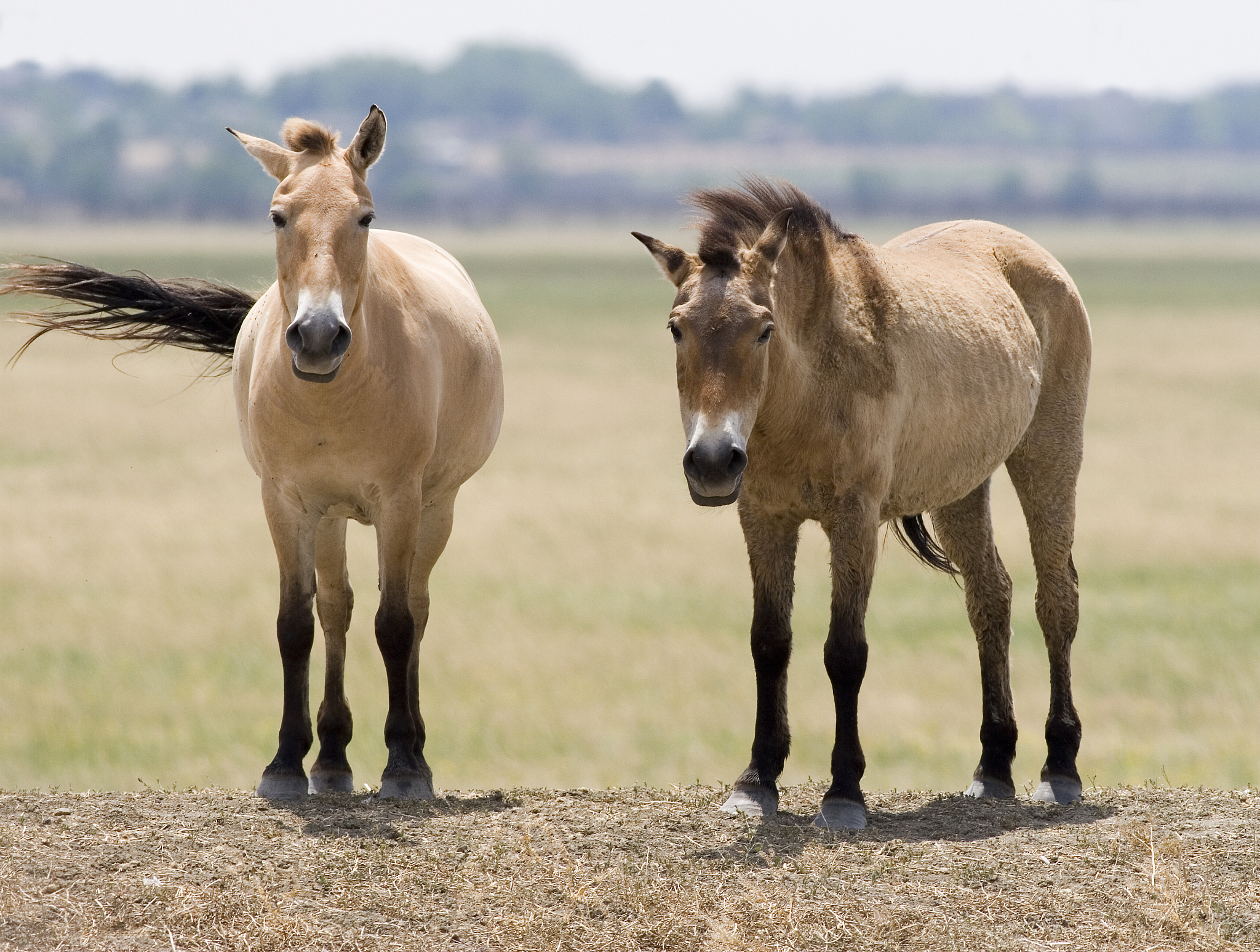 山东畜牧兽医职业学院马医学专业课程：马驯养与疾病防治方向