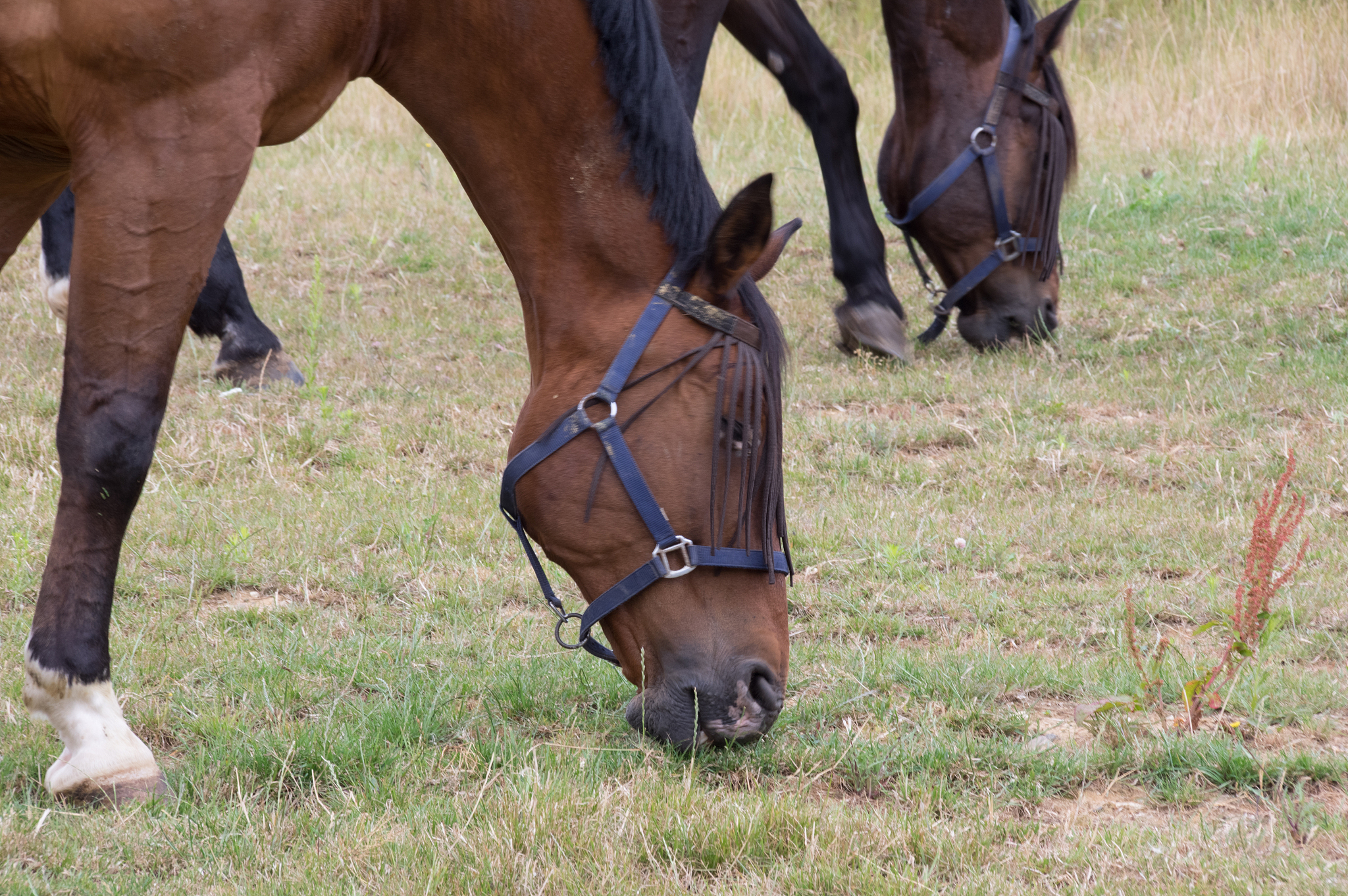 couple horses