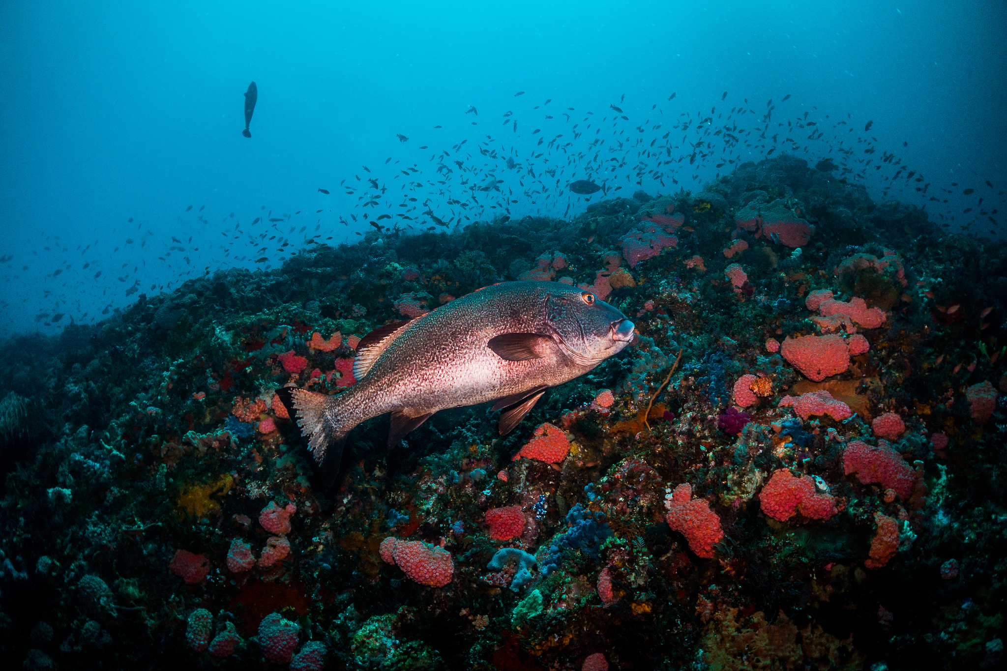 关于海洋保护实践活动的背景