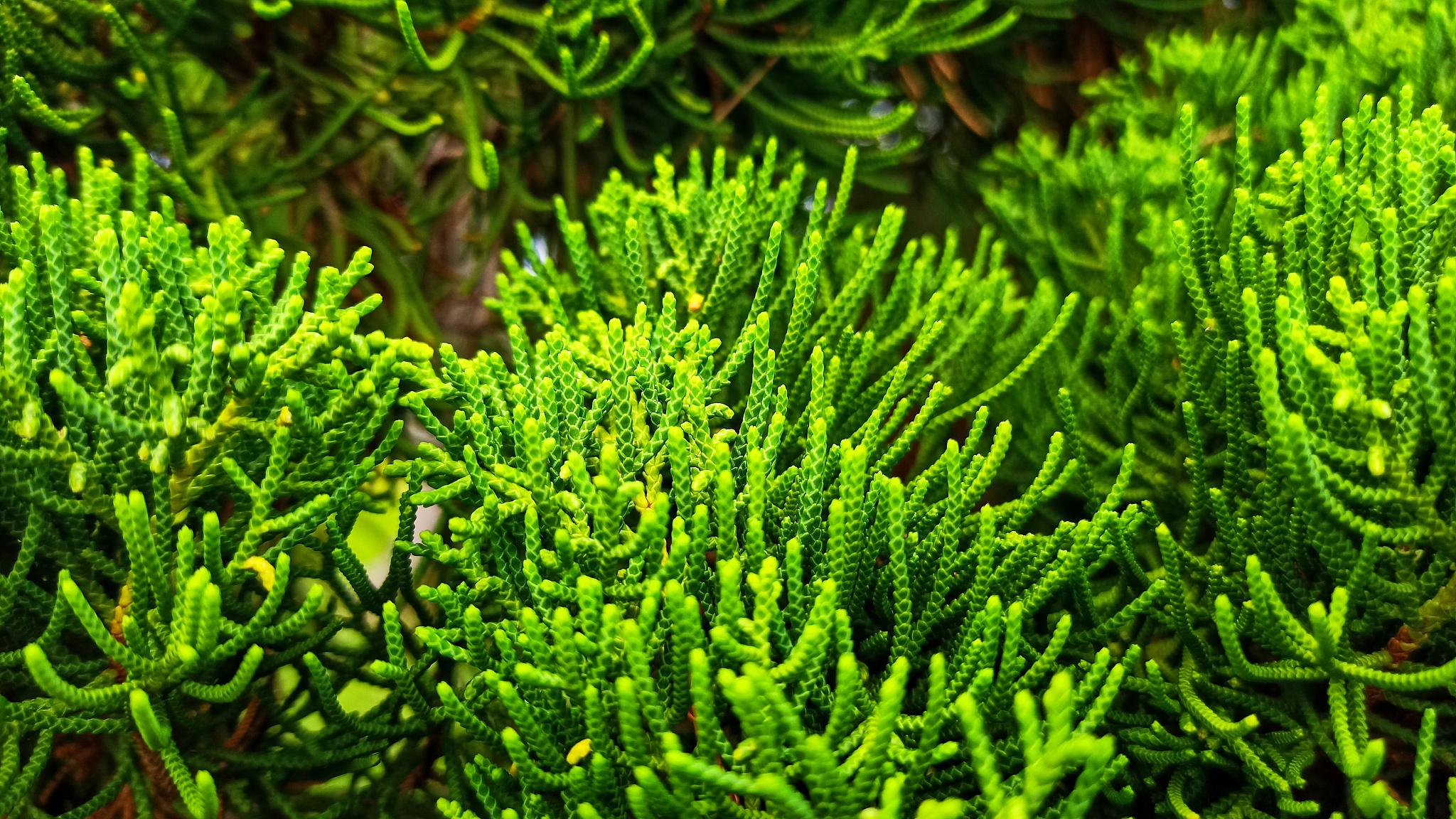 pine leaves