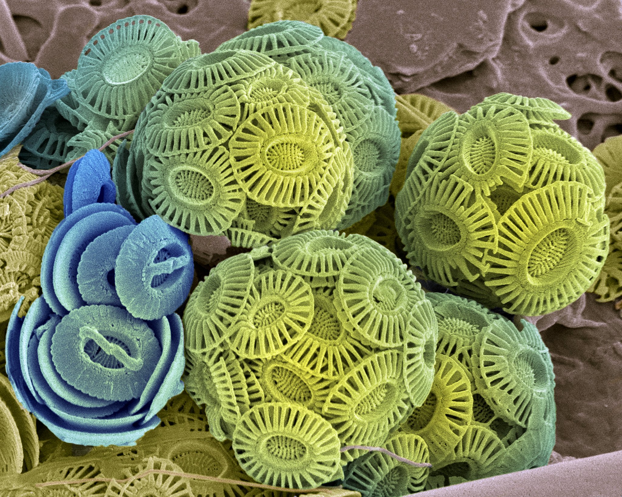 AQUATIC BOTANY 期刊简介 - 涵盖水生植物学研究领域