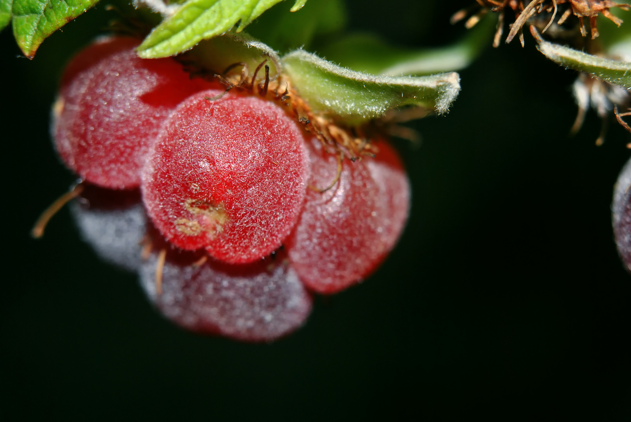 raspberry