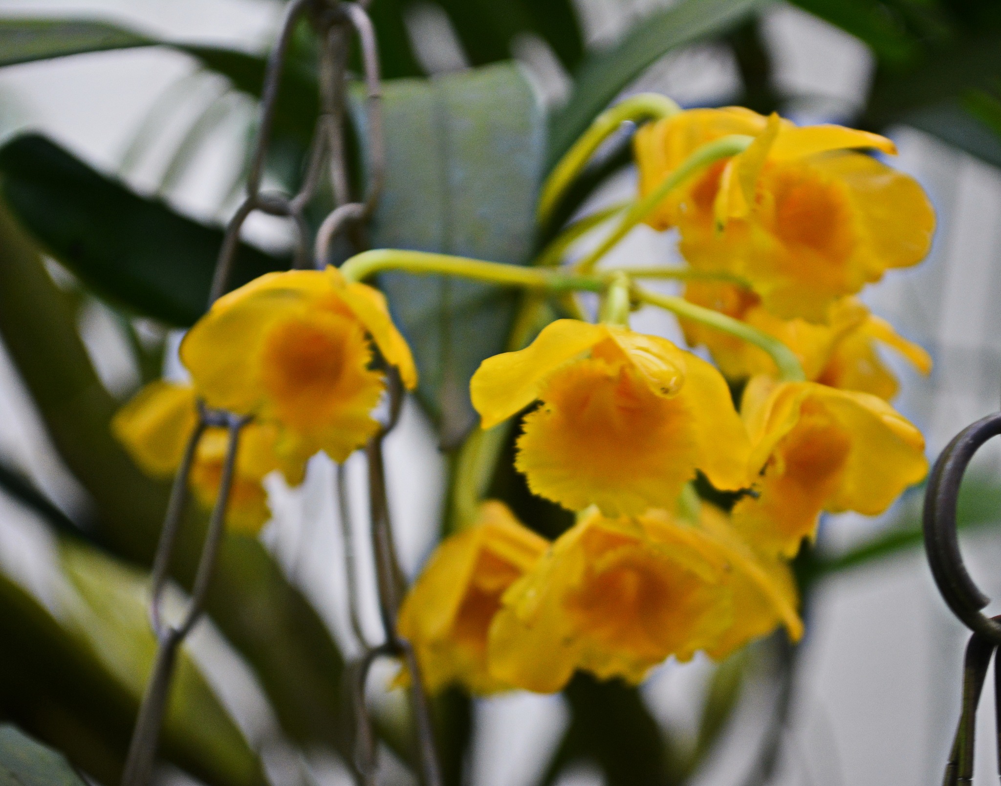 beautiful dendrobium densiflorum orchid