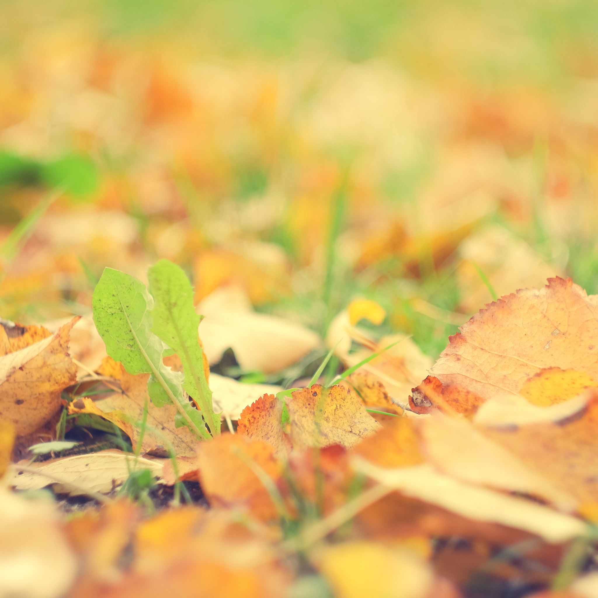 描写秋的诗句有哪些