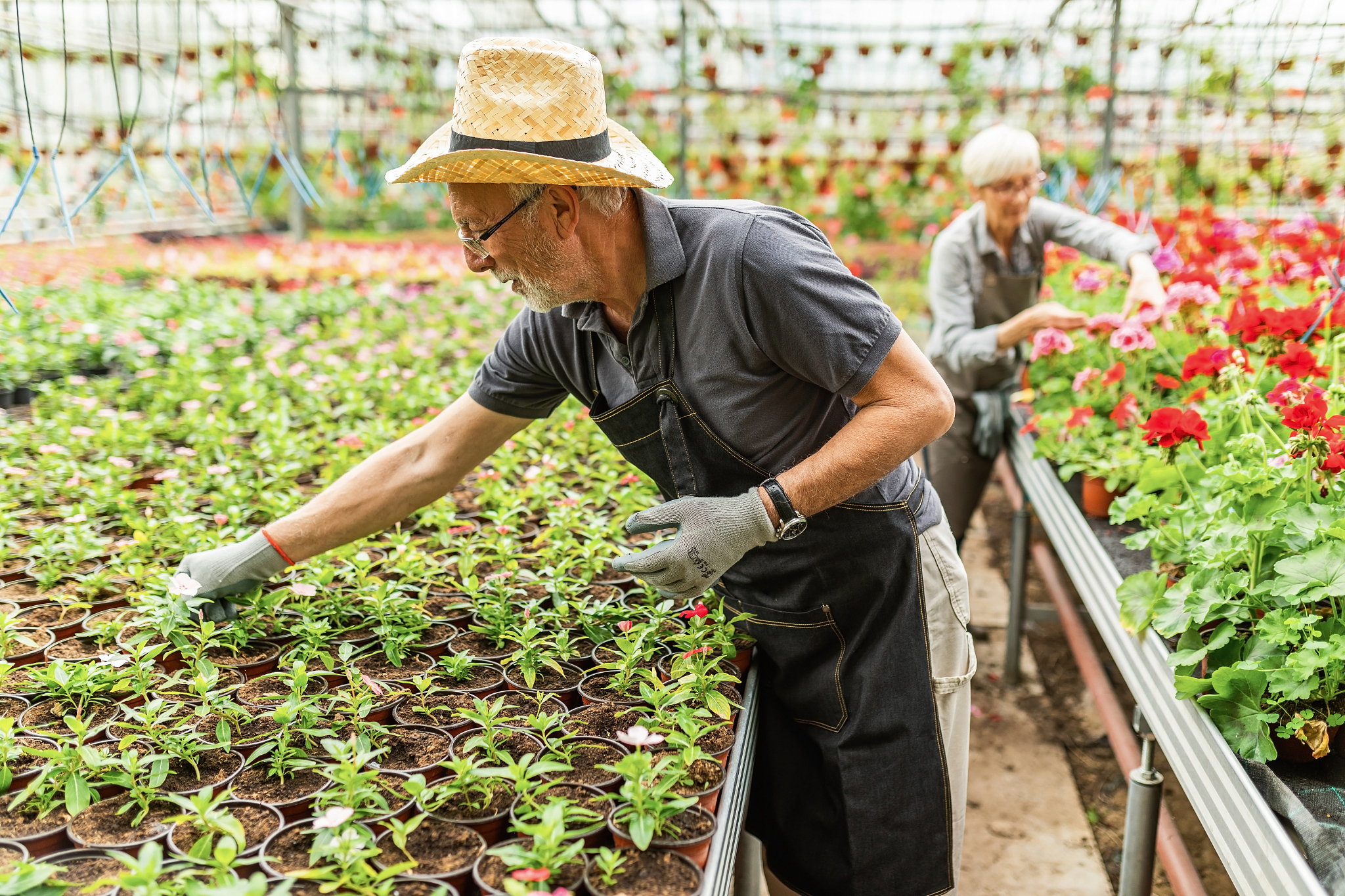 mature greenhouse worker taking care of potted flowers in a plan