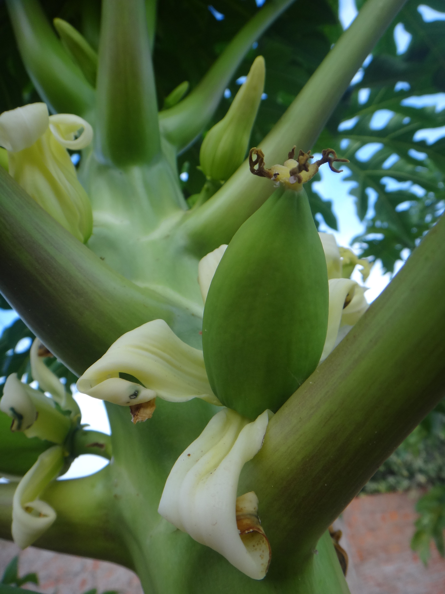 植物NPP和产量：它们之间的关系是什么？