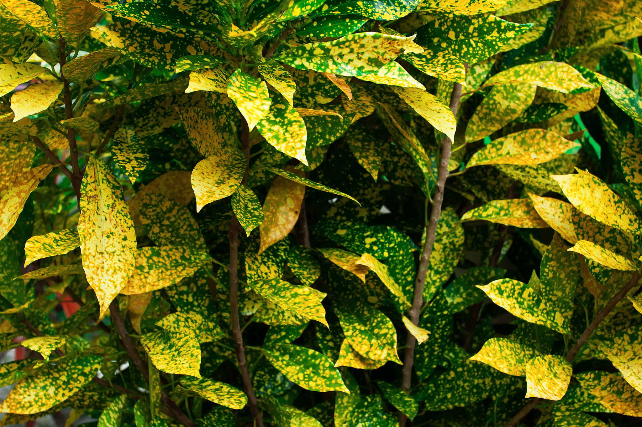 forest leaves