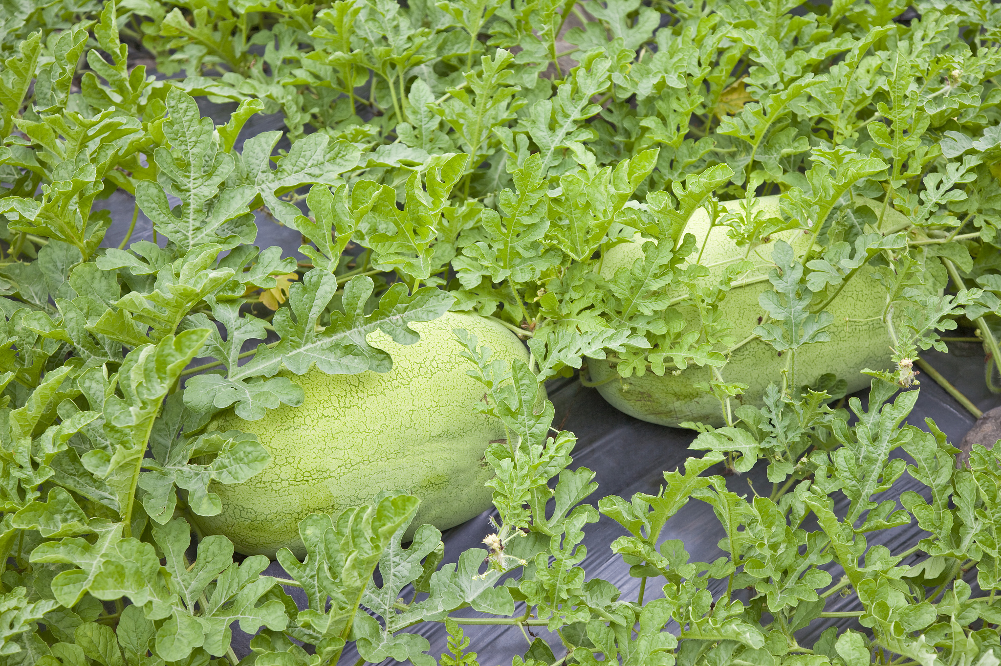 2020年毕节市农业学校专业设置、师资力量